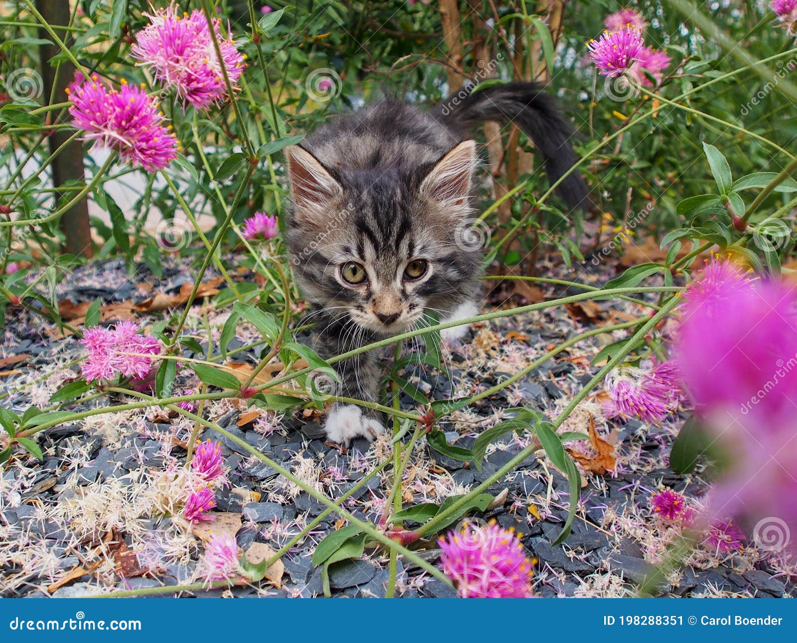 Longhaired Gray Tabby Kitten Outdoors in Pink Thistle Flowers Stock