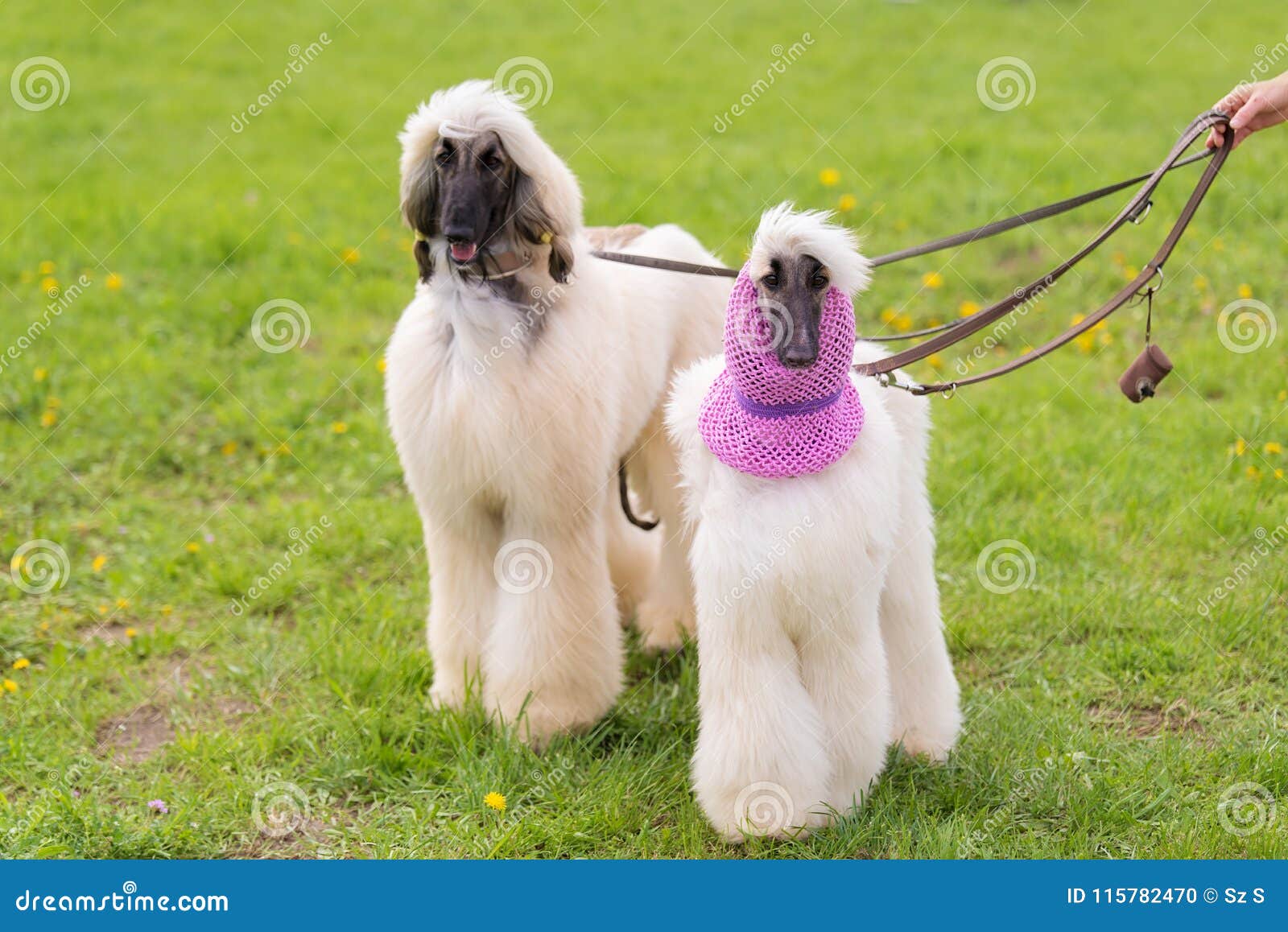 Long Haired Greyhound in the Park Stock Photo Image of cute