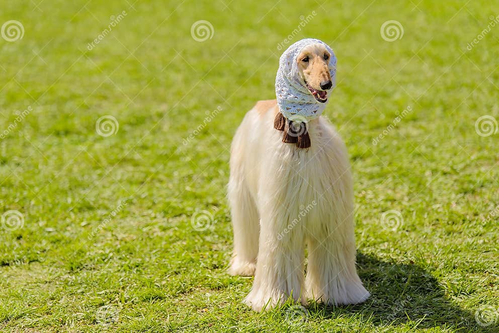 Long Haired Greyhound in the Park Stock Image Image of adorable, long