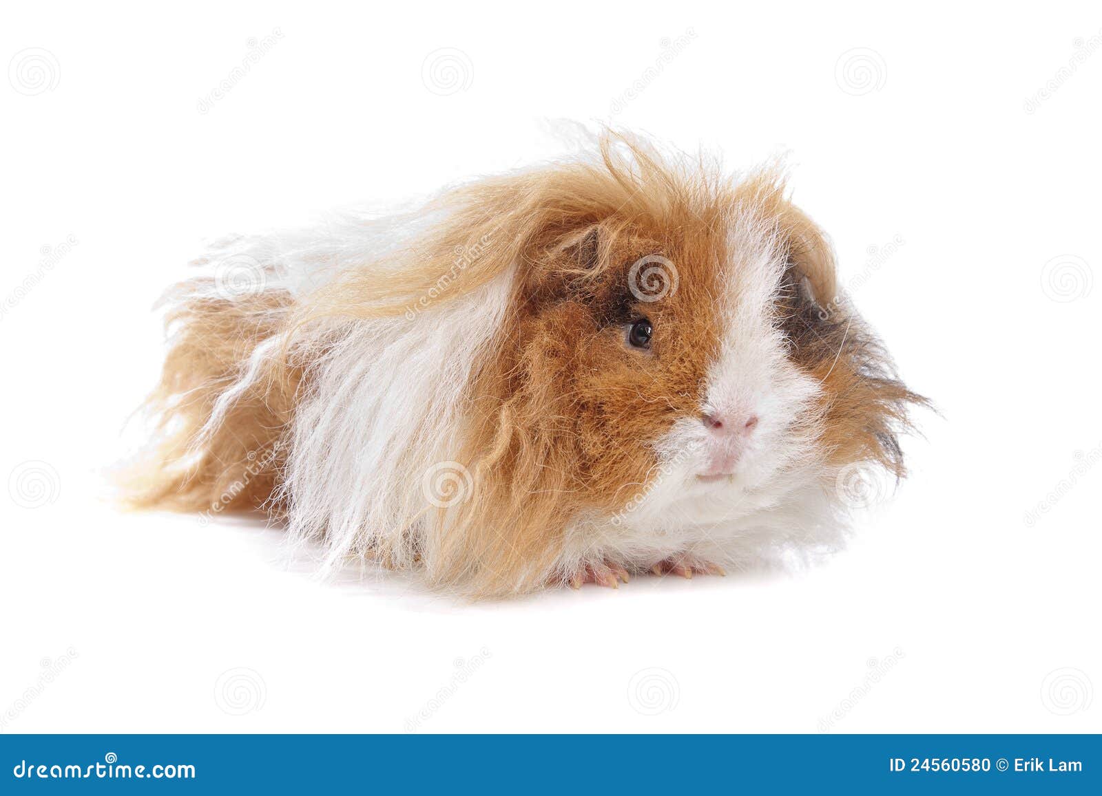 Guinea Pigs Long Haired Long haired guinea pig stock photo. Image of animals - 24560580
