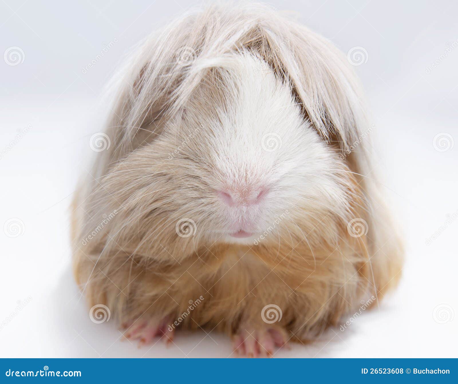 Long Haired Guinea Pig Stock Photo Image Of Cavia Brown 26523608