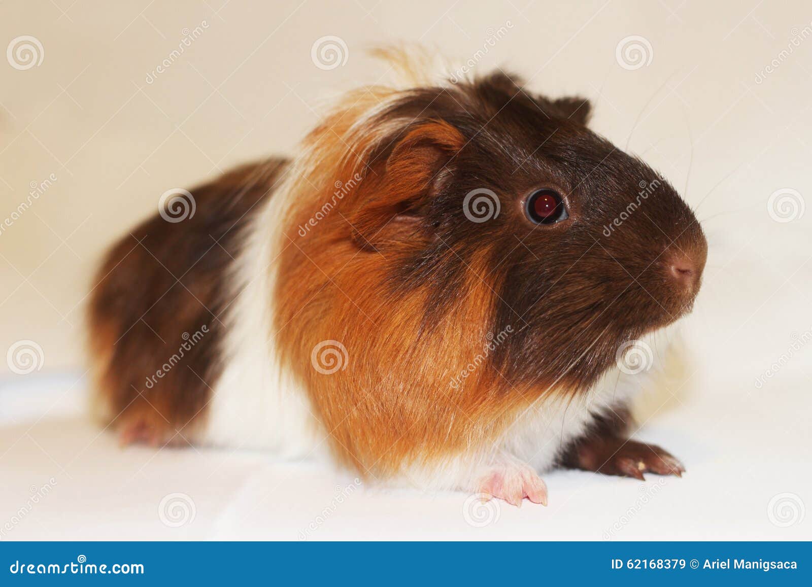 Long Haired Guinea Pig Pet Stock Image Image Of Haired 62168379