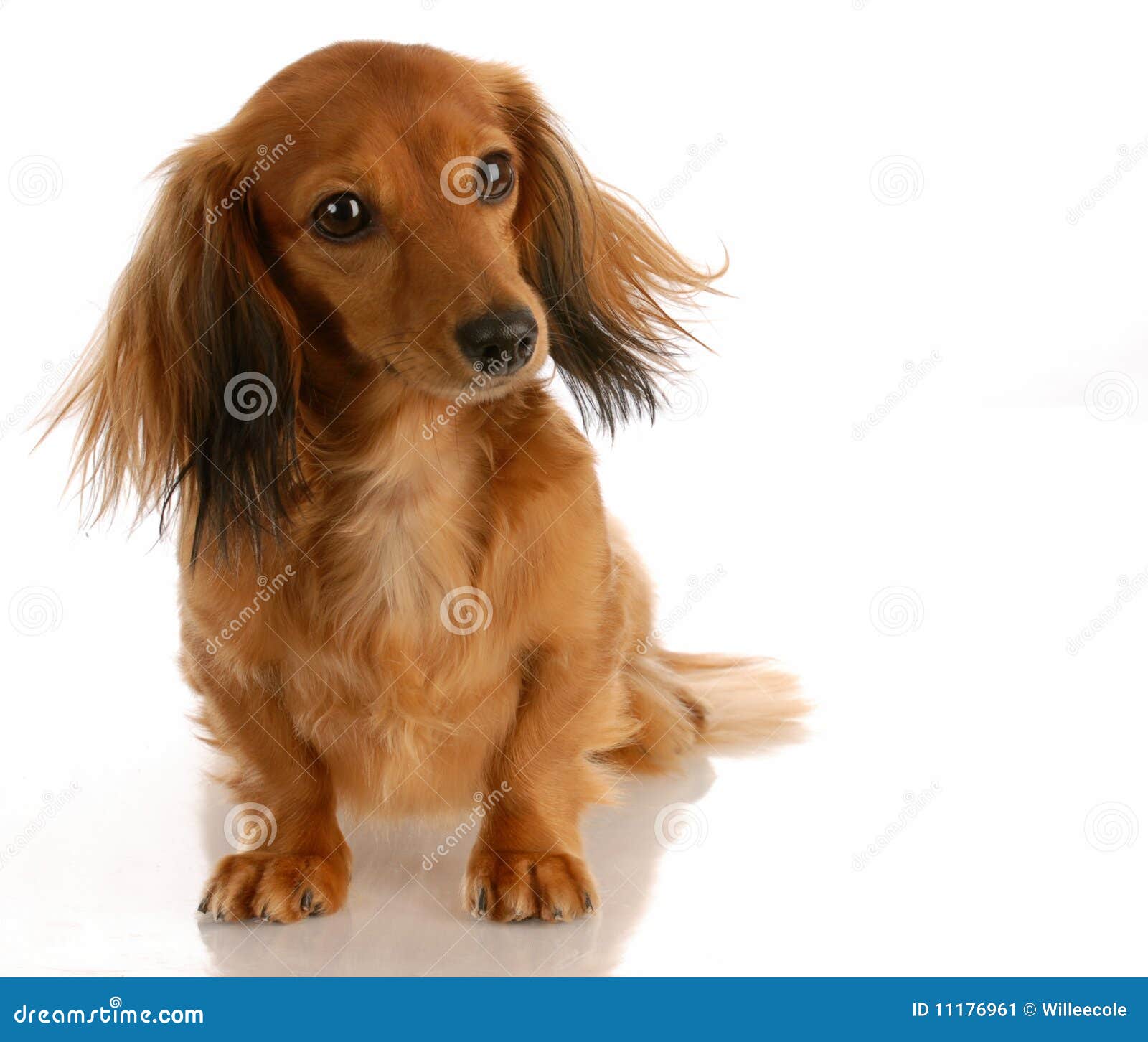 Long Haired Miniature Dachshund Stock Image Image Of Hair Close
