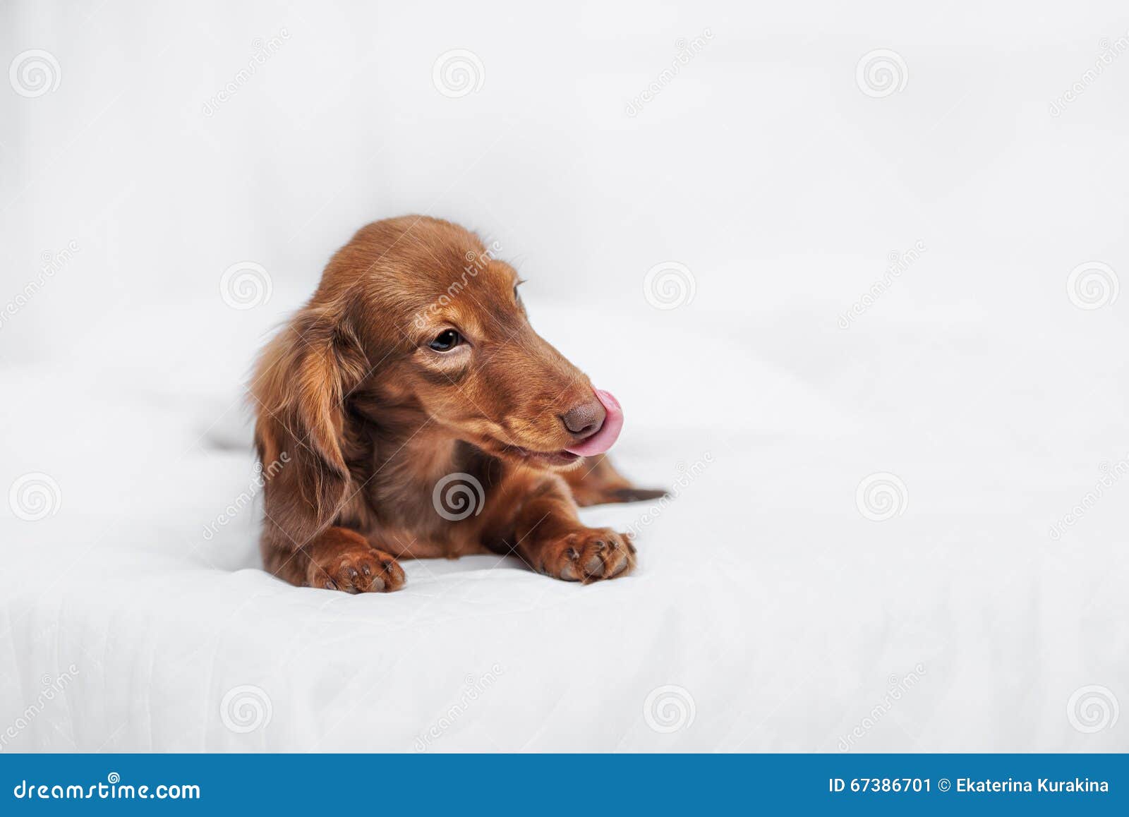 Long Haired Miniature Dachshund Stock Image Image Of Gazing