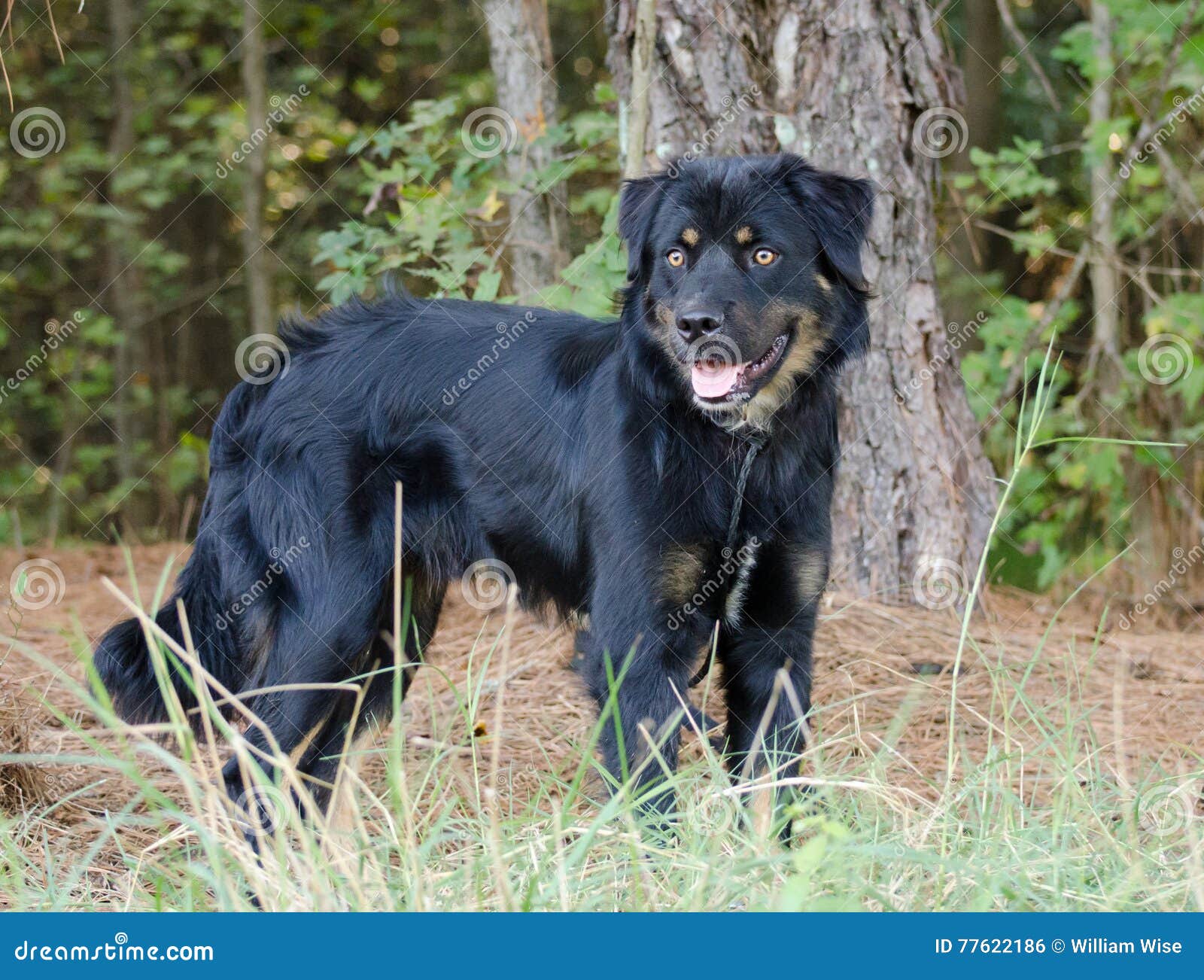 Long-haired Rottweiler stock photo. Image of puppy, animal - 77622186