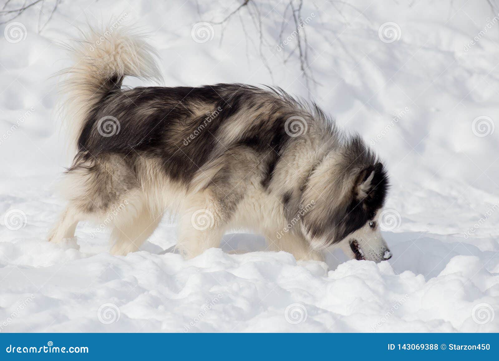 Longhaired Siberian Husky Is Sniffing Traces On White