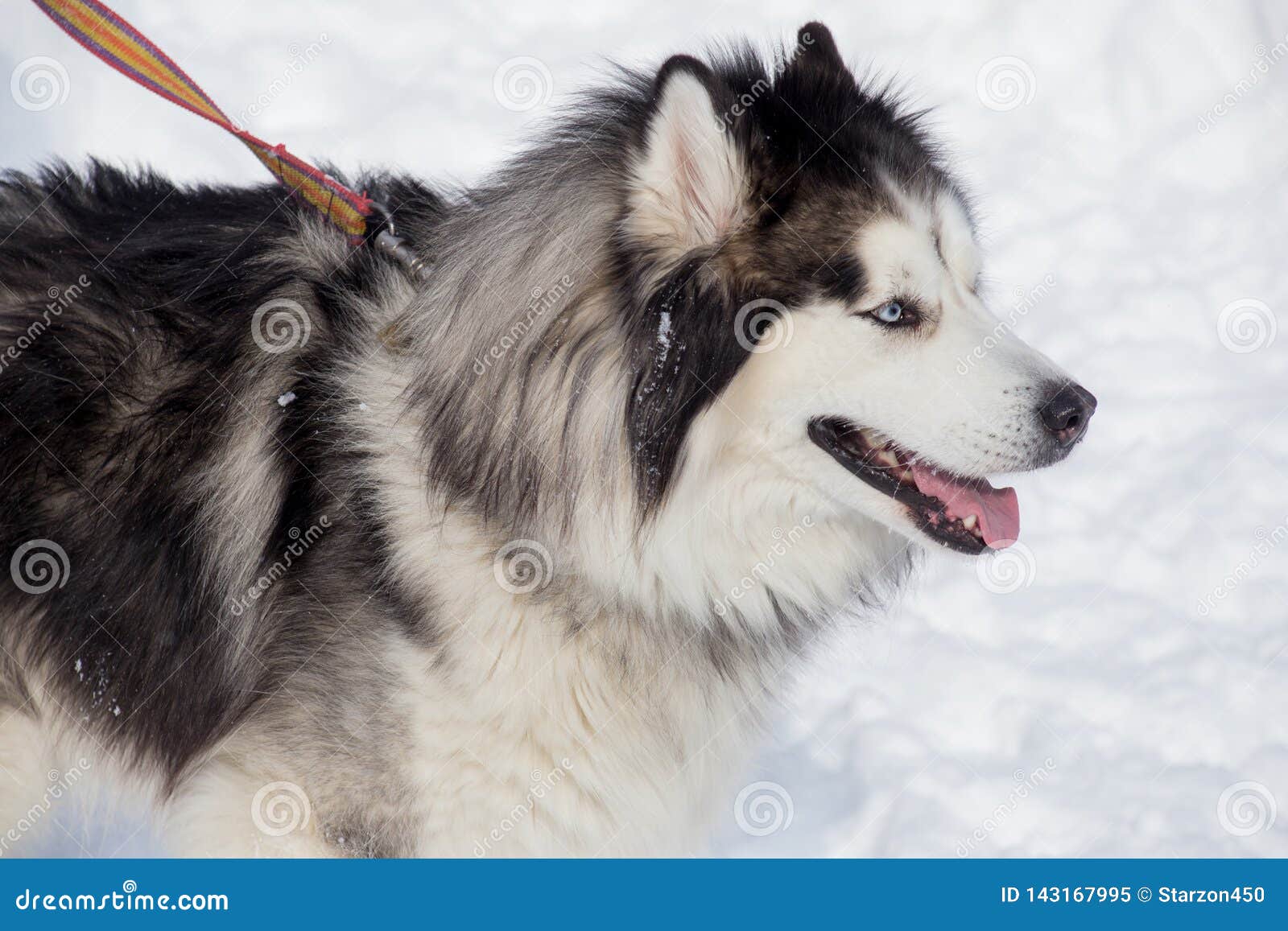 Longhaired Siberian Husky Is Standing On A White Snow