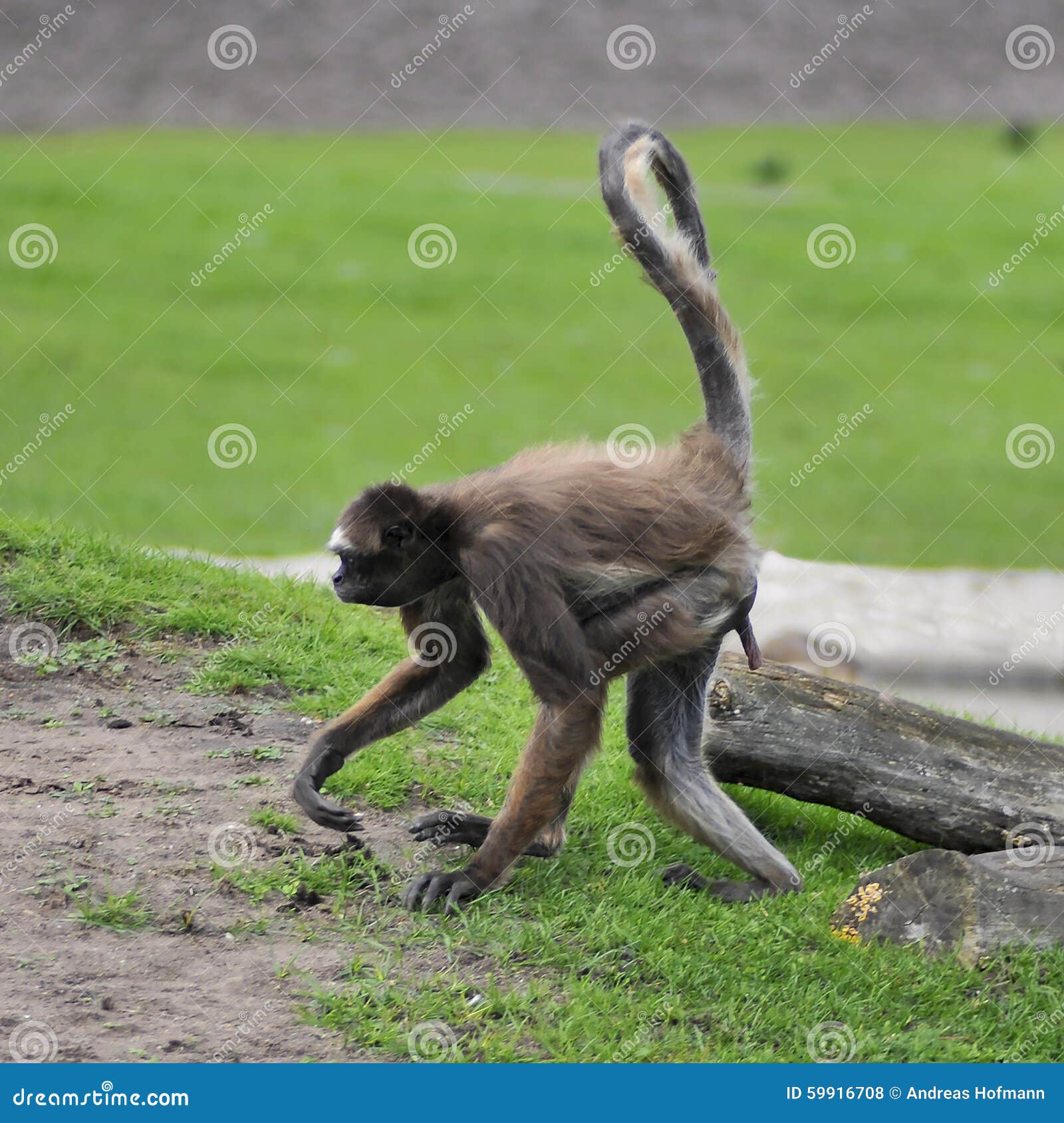 Long Haired Spider Monkey Stock Photo Image Of Brazil 59916708