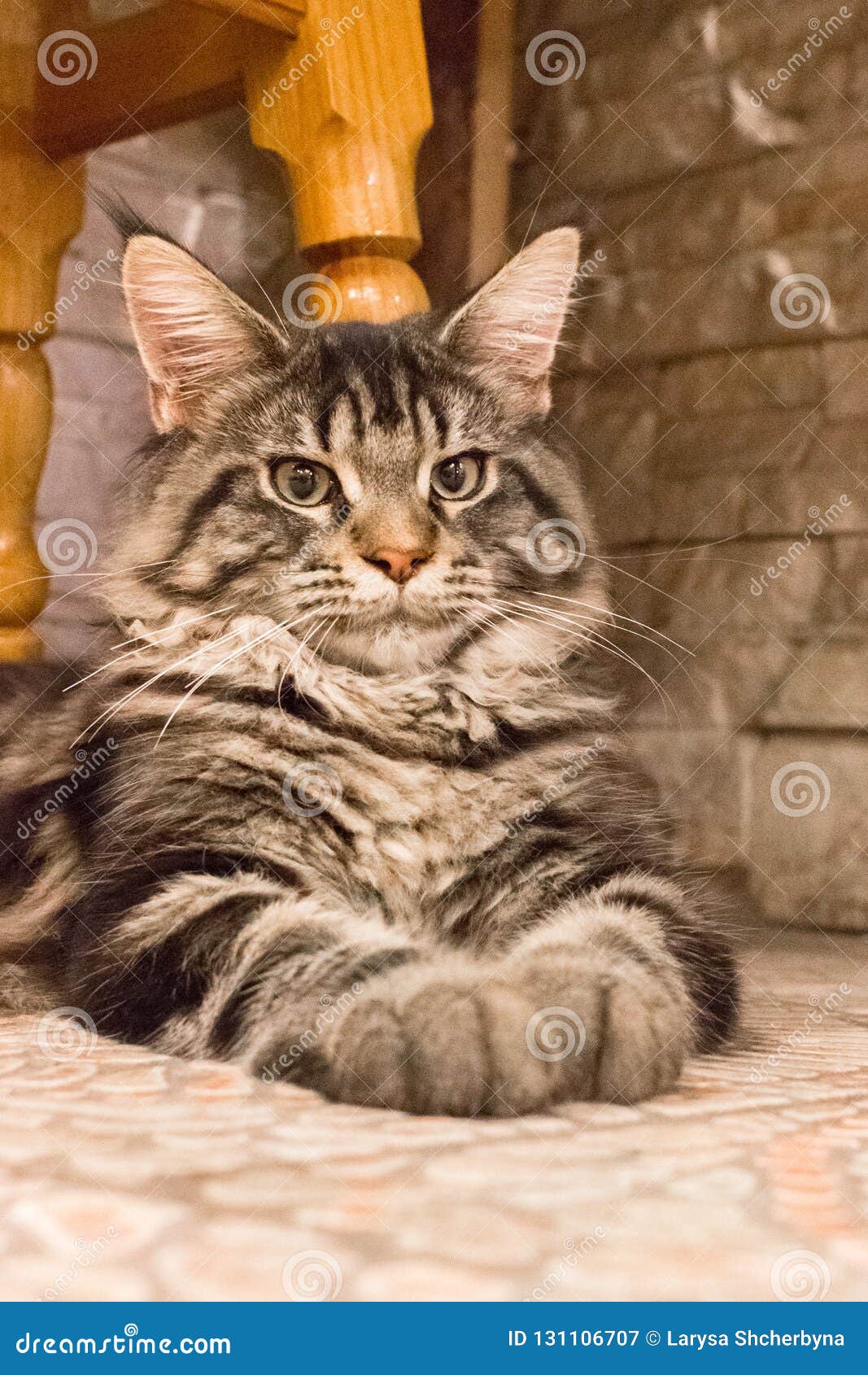 Muzzle Maine Coon close up stock image. Image of gray 131106707