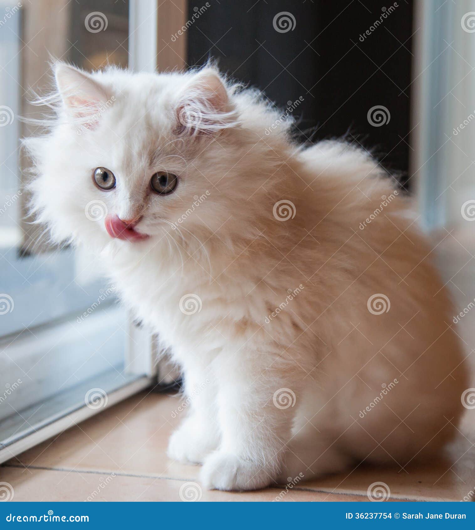 Long Haired White Kitten Licking His Lips Stock Photo Image Of