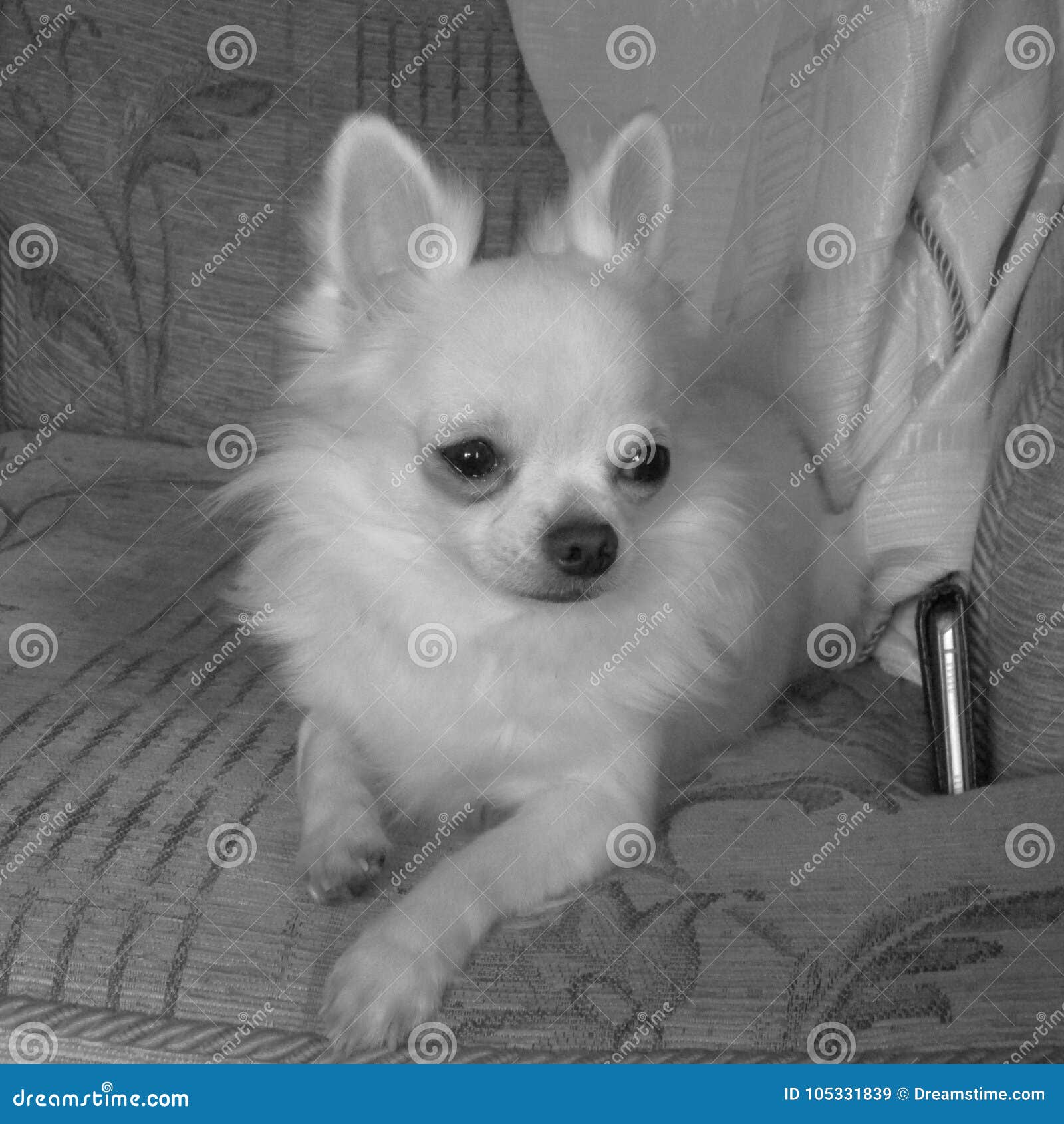 black and white teacup chihuahua