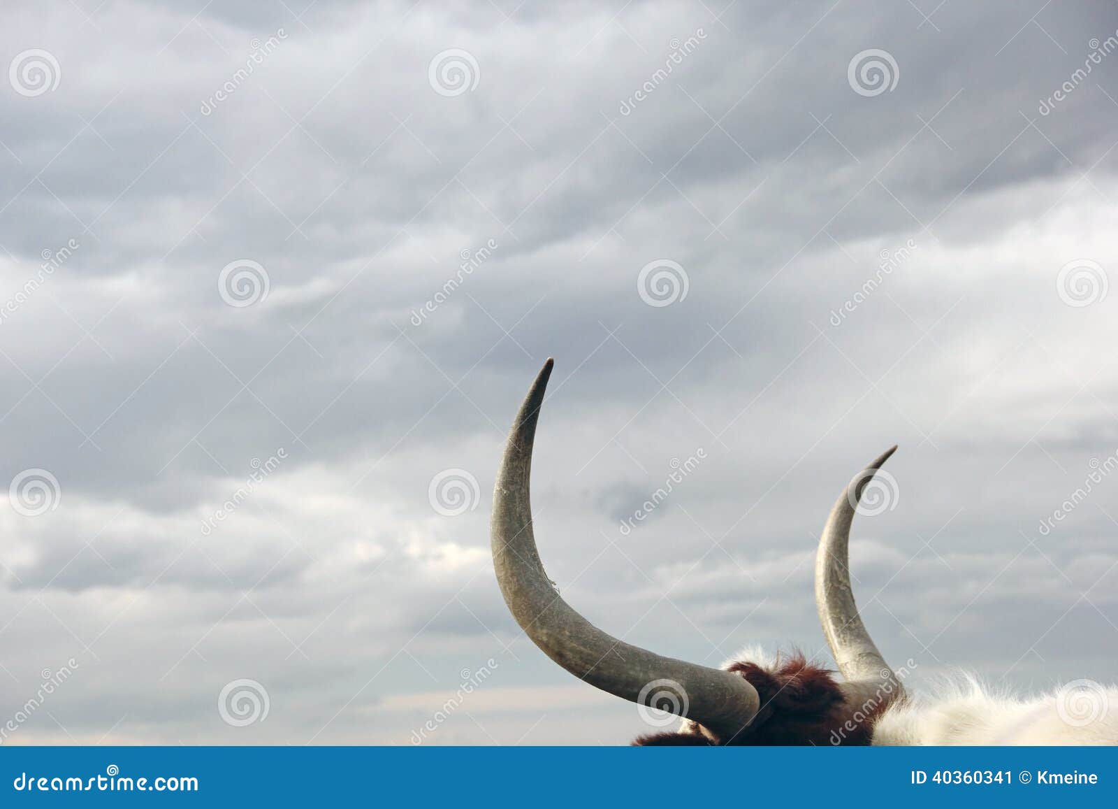 long horn bull looking to cloudy sky, grab bull by horns