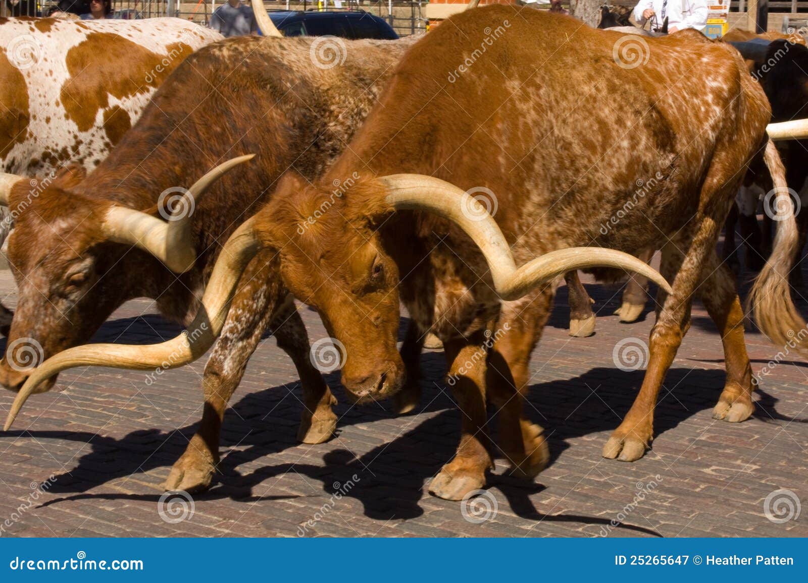 Long Horn Steer stock image. Image of roundup, worth 25265647