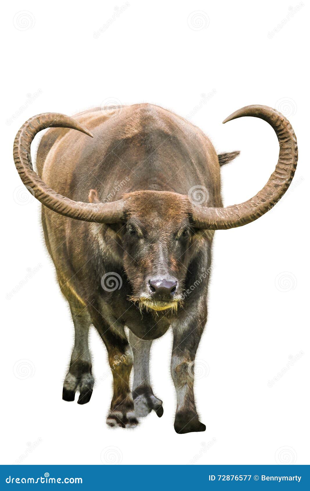 Long horn water buffalo stock image. Image of river, water 72876577