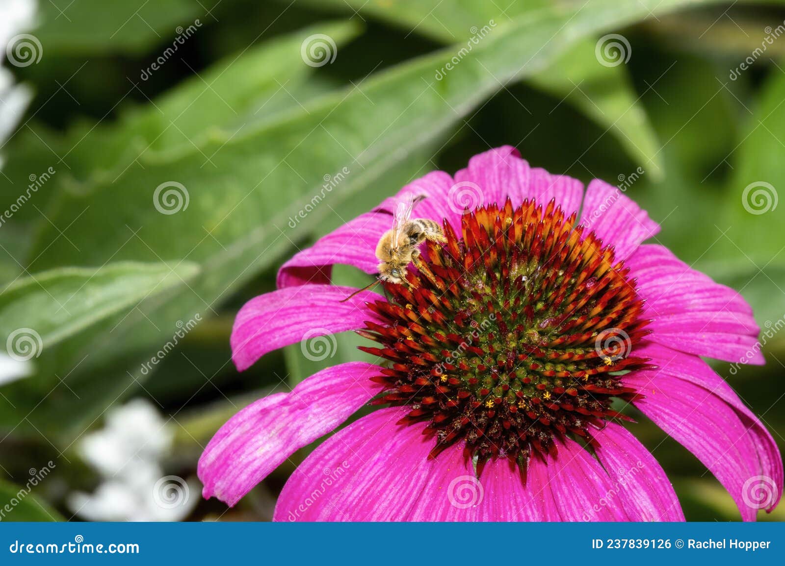 a long-horned bee in the genus melissodes famnily apidae gathers pollen on a bright magenta flower