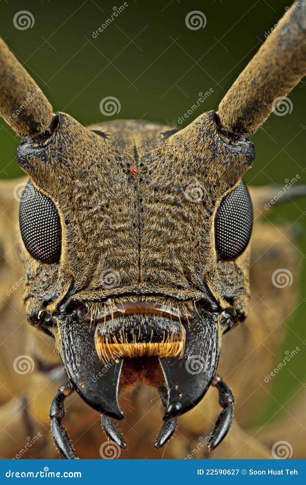 Single horned beetle