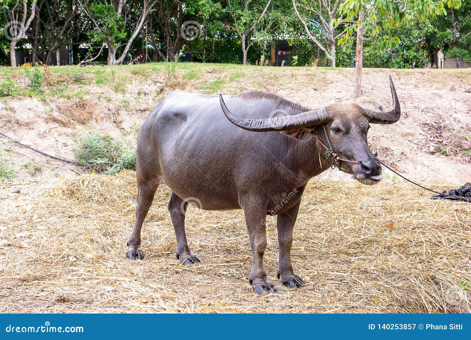 Long Horns Buffalo, Water Buffalo, Thailand Stock Image Image of