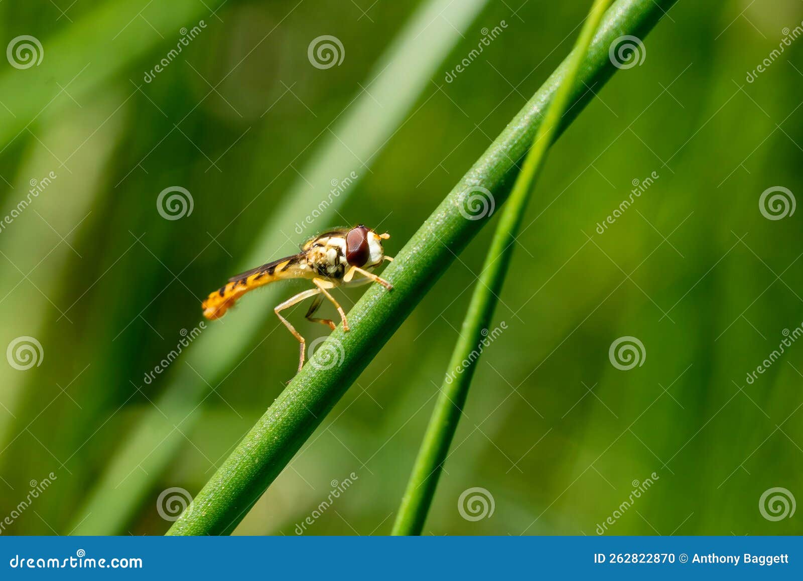 long hoverfly sphaerophoria scripta