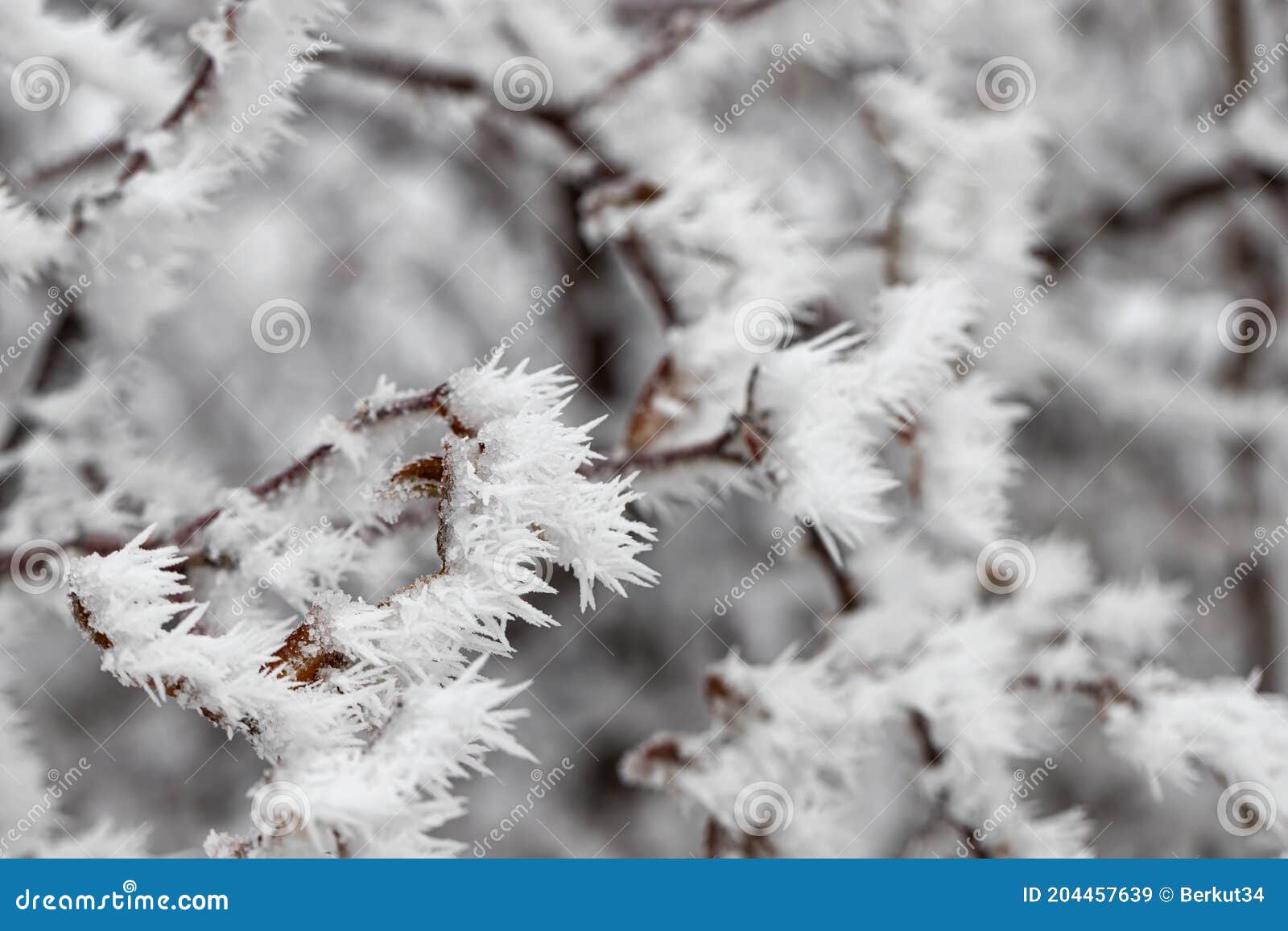Long Ice Crystals on Frozen Tree Branches Stock Image - Image of ...