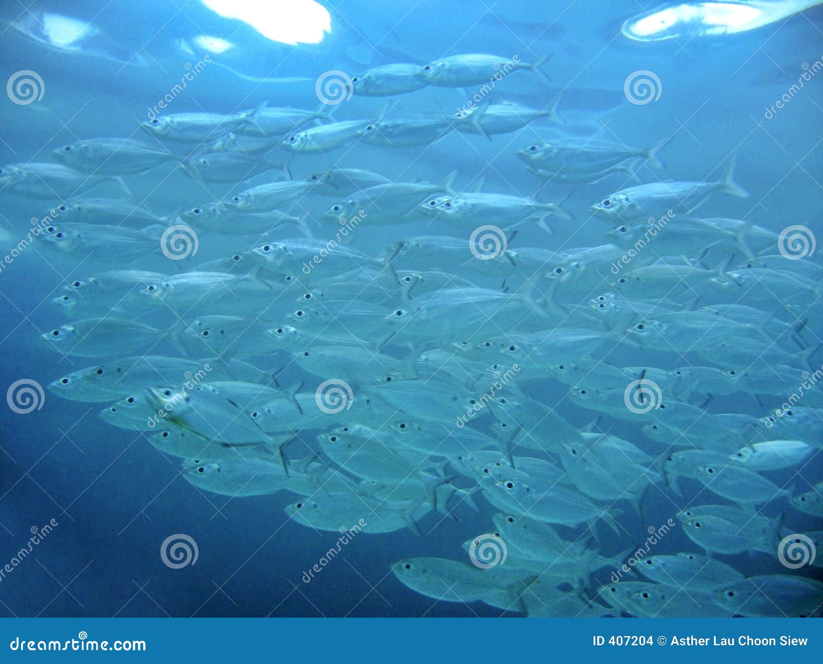 Longjawed Mackerel stock photo. Image of seafood, together 407204