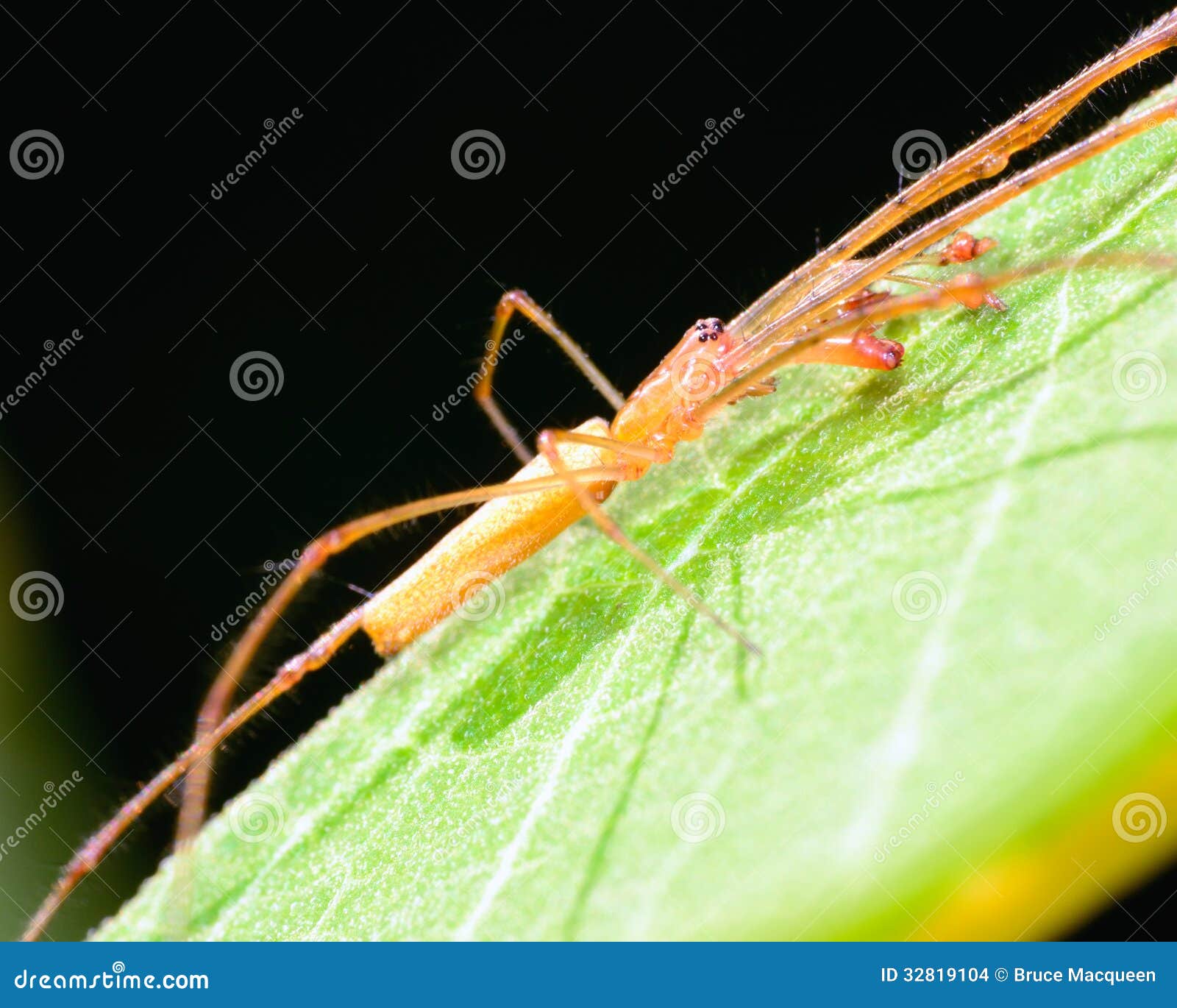 Long-jawed Orb Weaver stock photo. Image of enlongate - 32819104