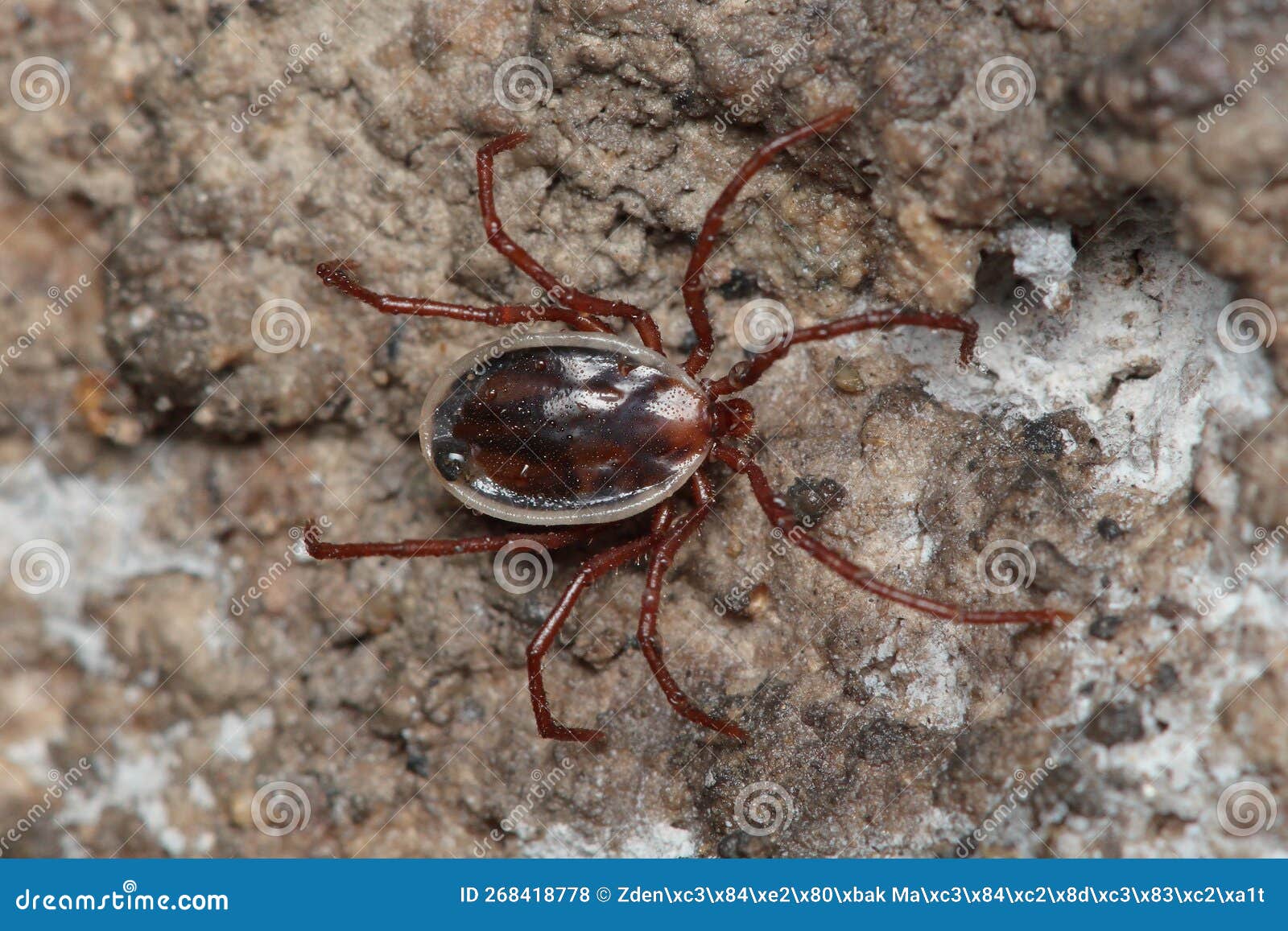The Longlegged Bat Tick (Ixodes Vespertilionis) on the Wall of the