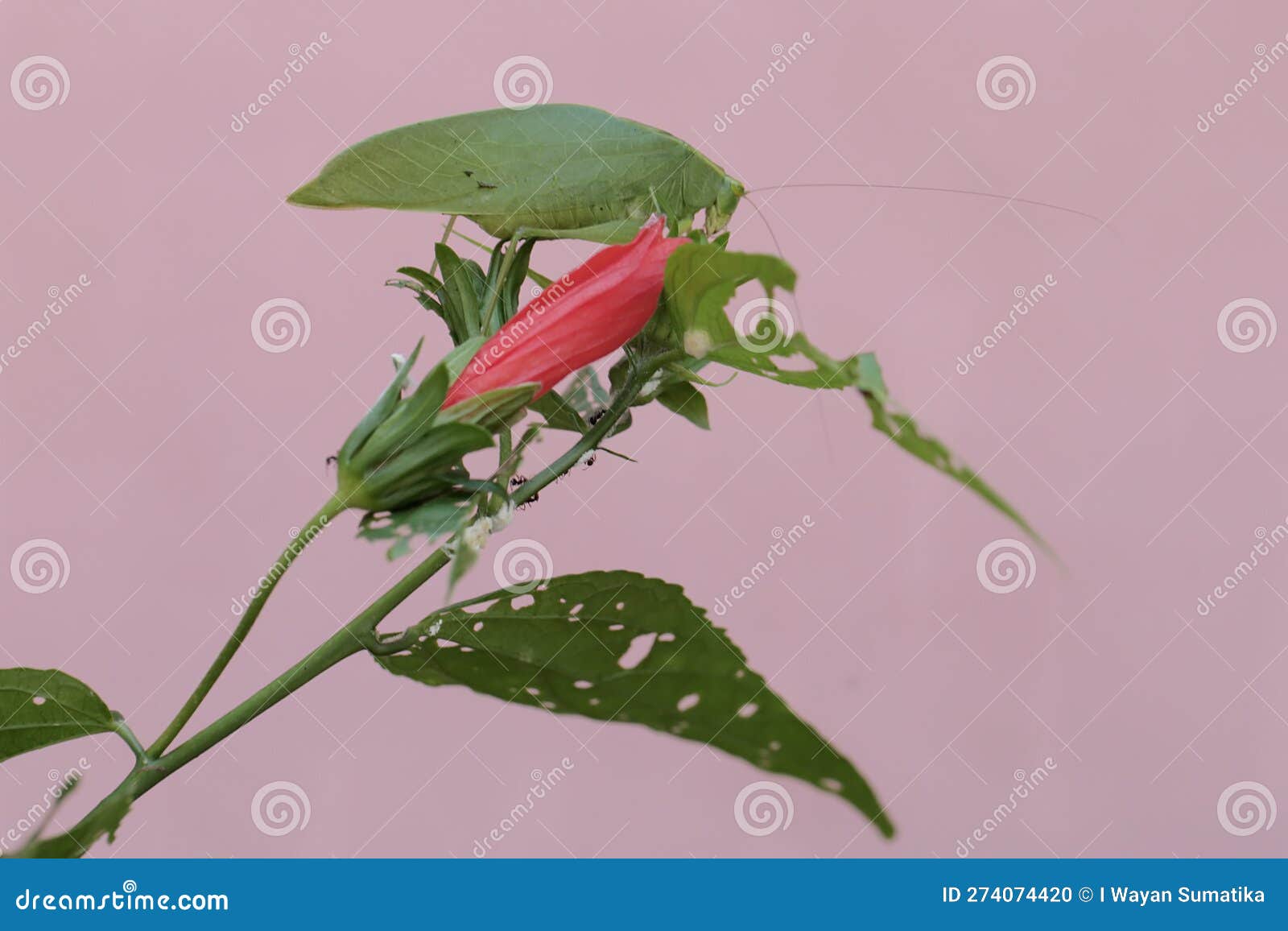 A Longlegged Eating Hibiscus Flowers. Stock Photo Image of joey, baby 274074420