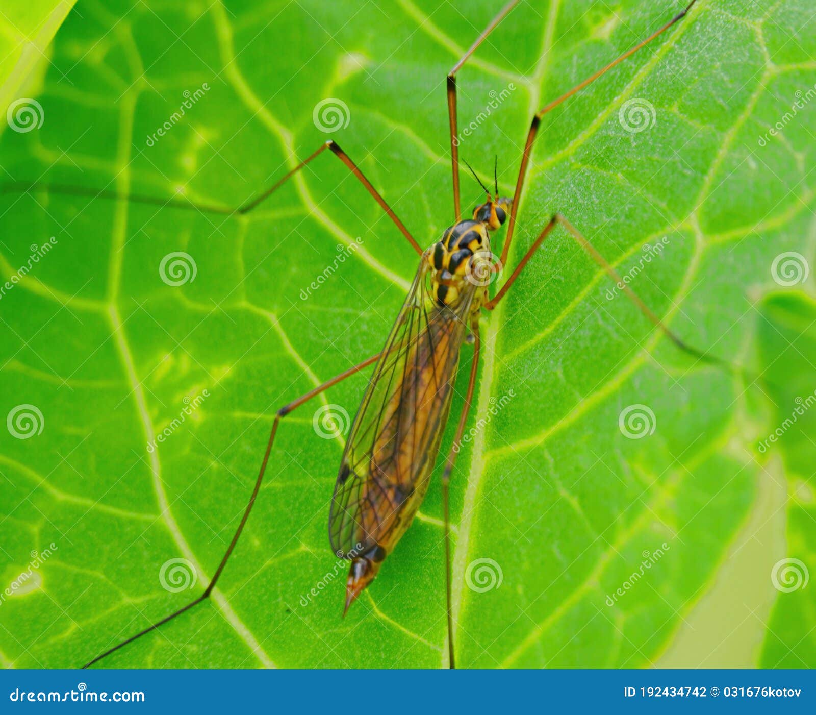 the long-legged mosquito is also called malarial mosquitoes