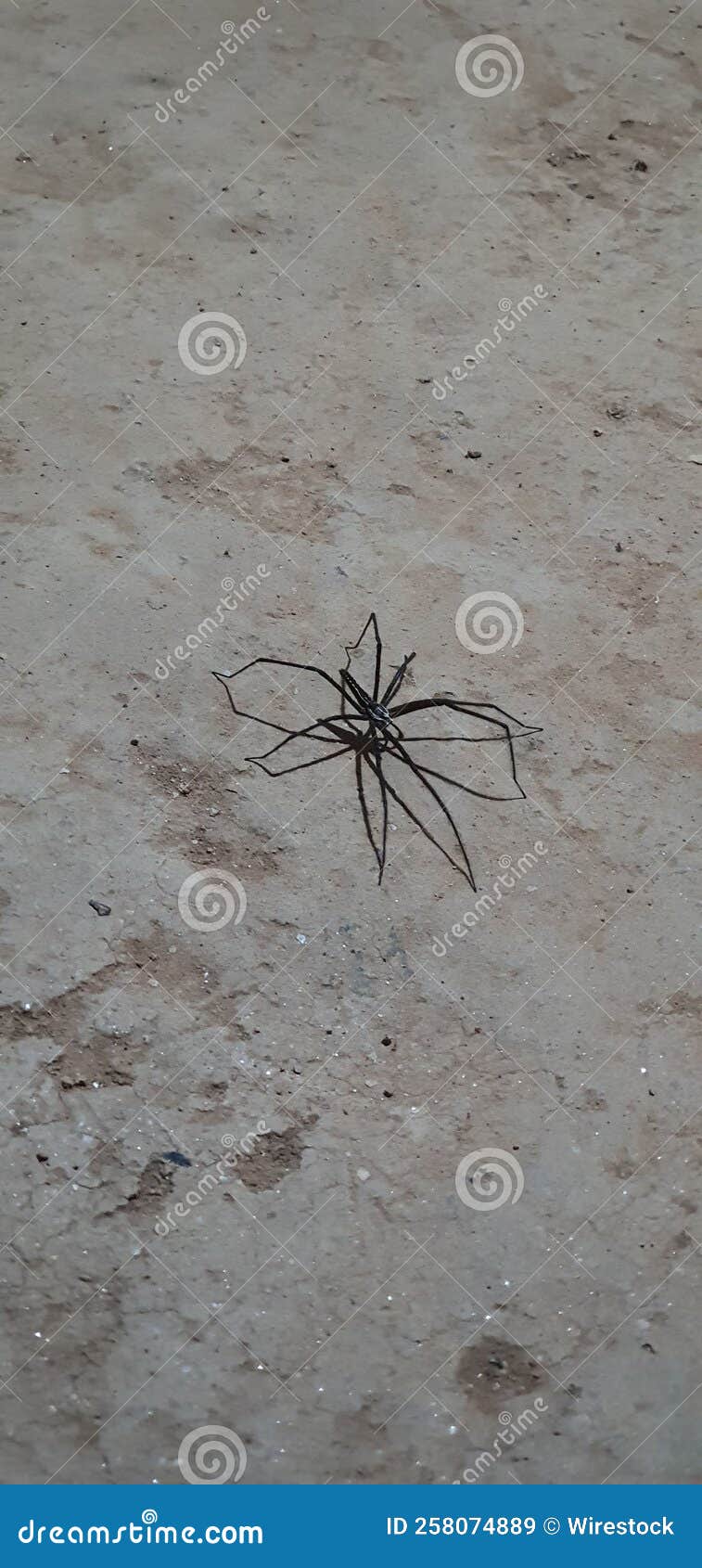 Longlegged Spider on a Cement Ground in Closeup Stock Image Image of wild, cement 258074889