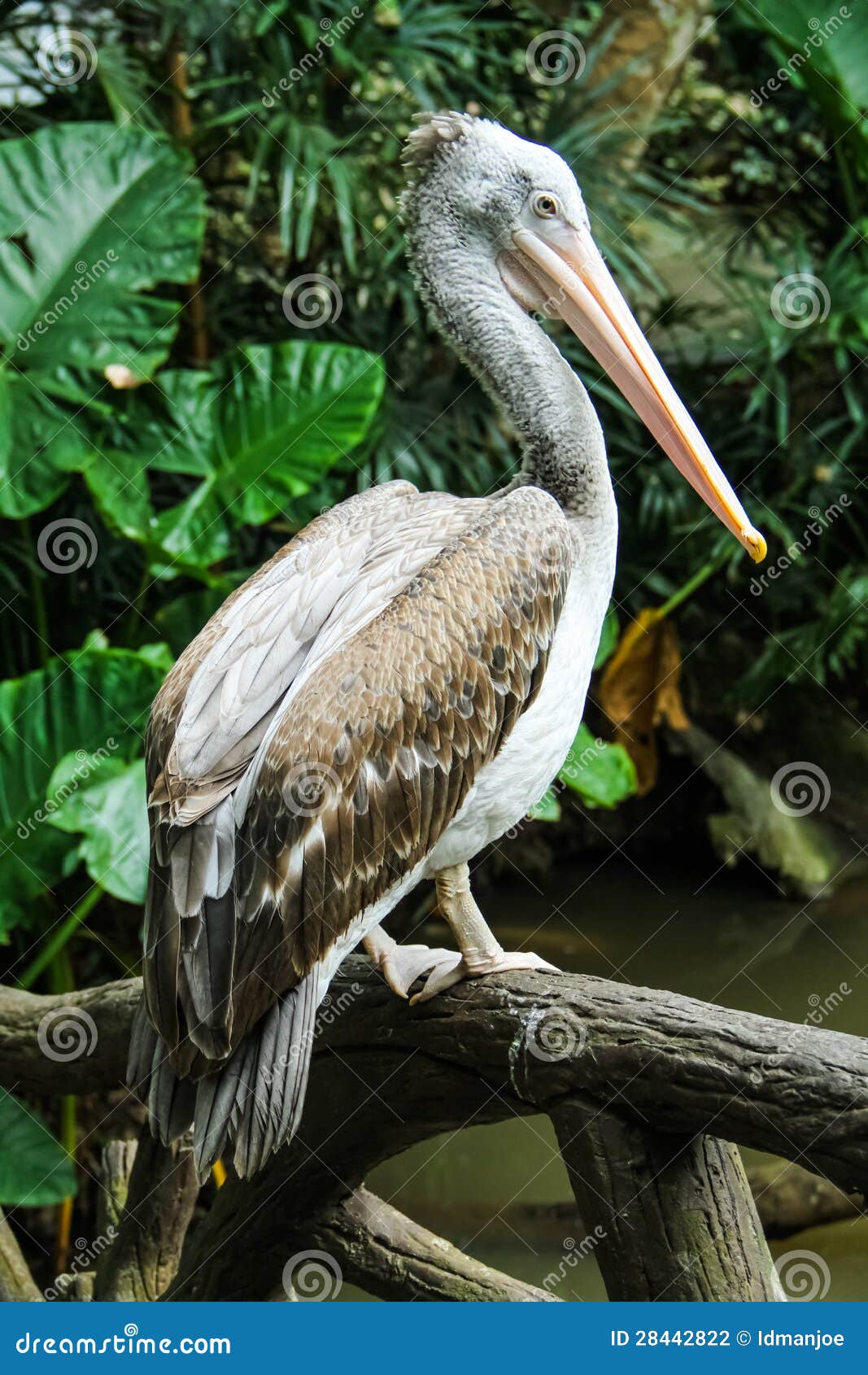Long Mouth Bird Stock Photography - Image: 28442822