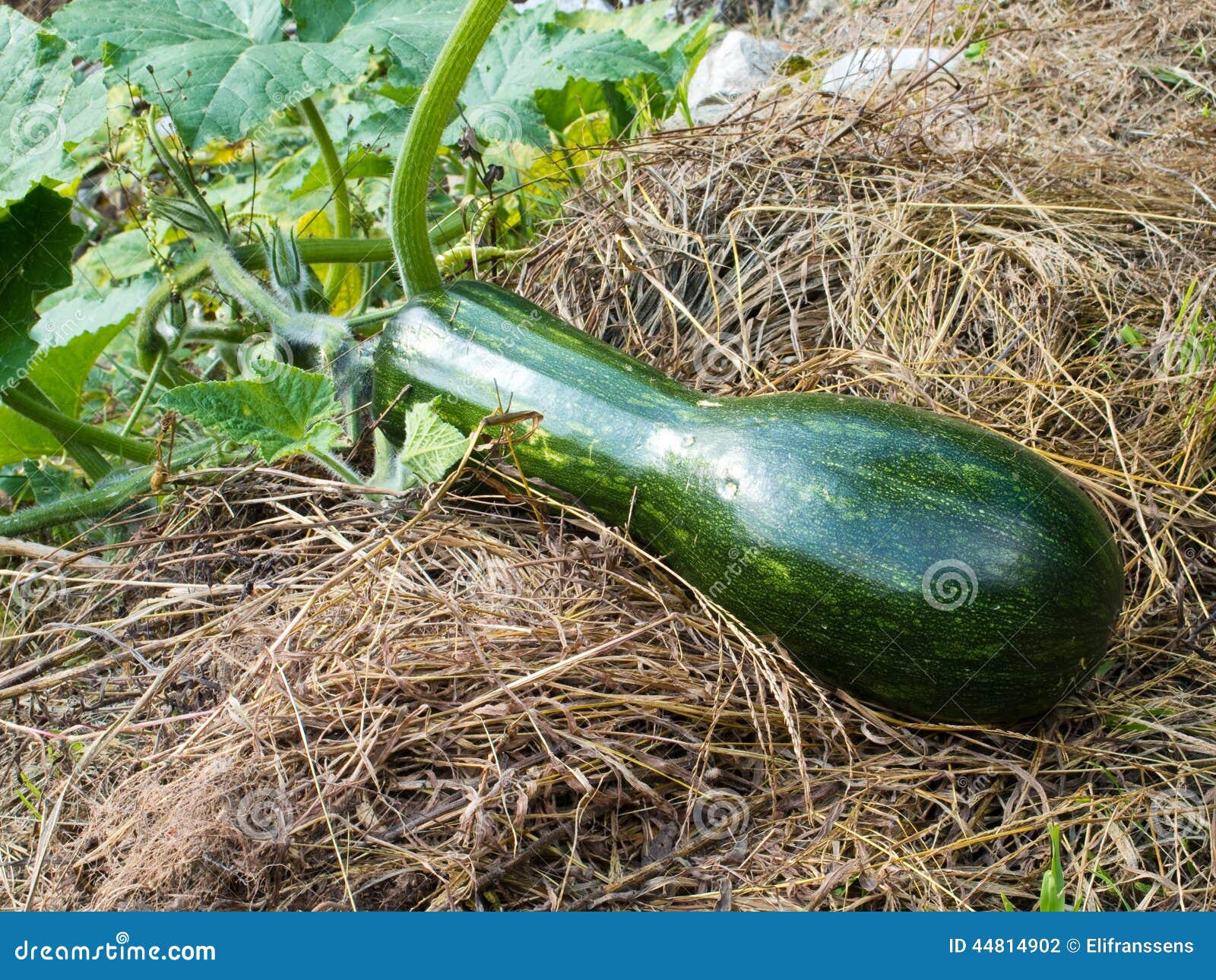 Long Of Naples Pumpkin Stock Photo Image 44814902 Long Of Naples Pumpkin Stock Photo Image 44814902