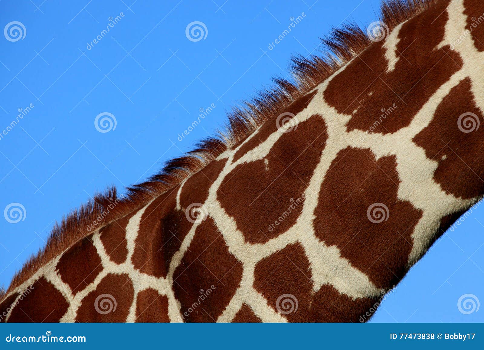 Long neck giraffe stock photo. Image of blue, horned 77473838