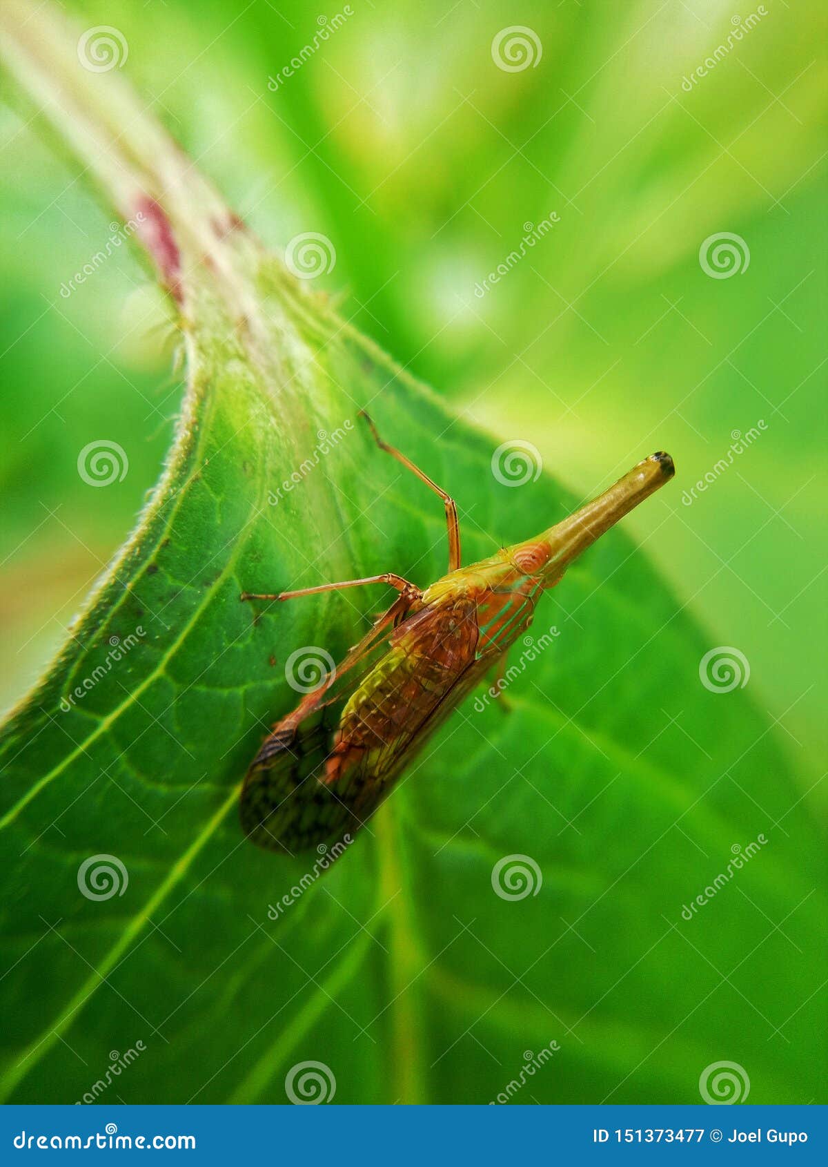 Long nose bug on a leaf stock image. Image of long, leaf 151373477