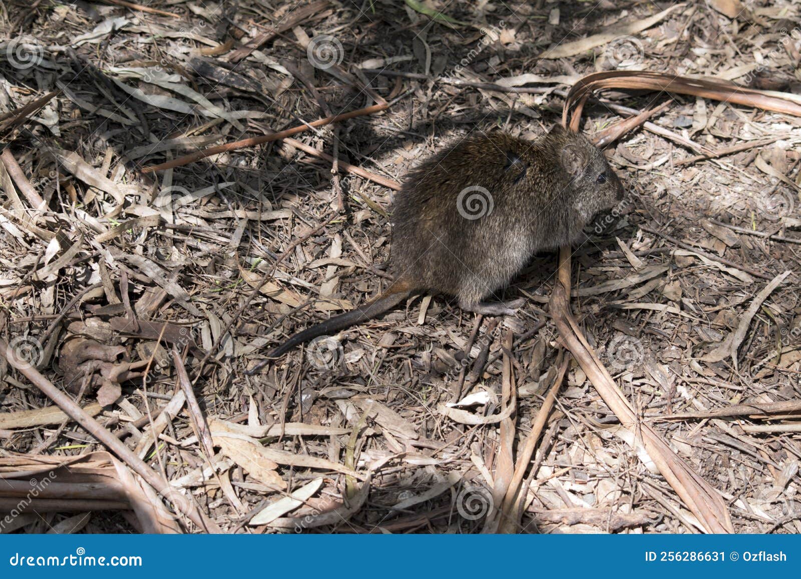 the long nosed potoroo  is hiding in the shadows