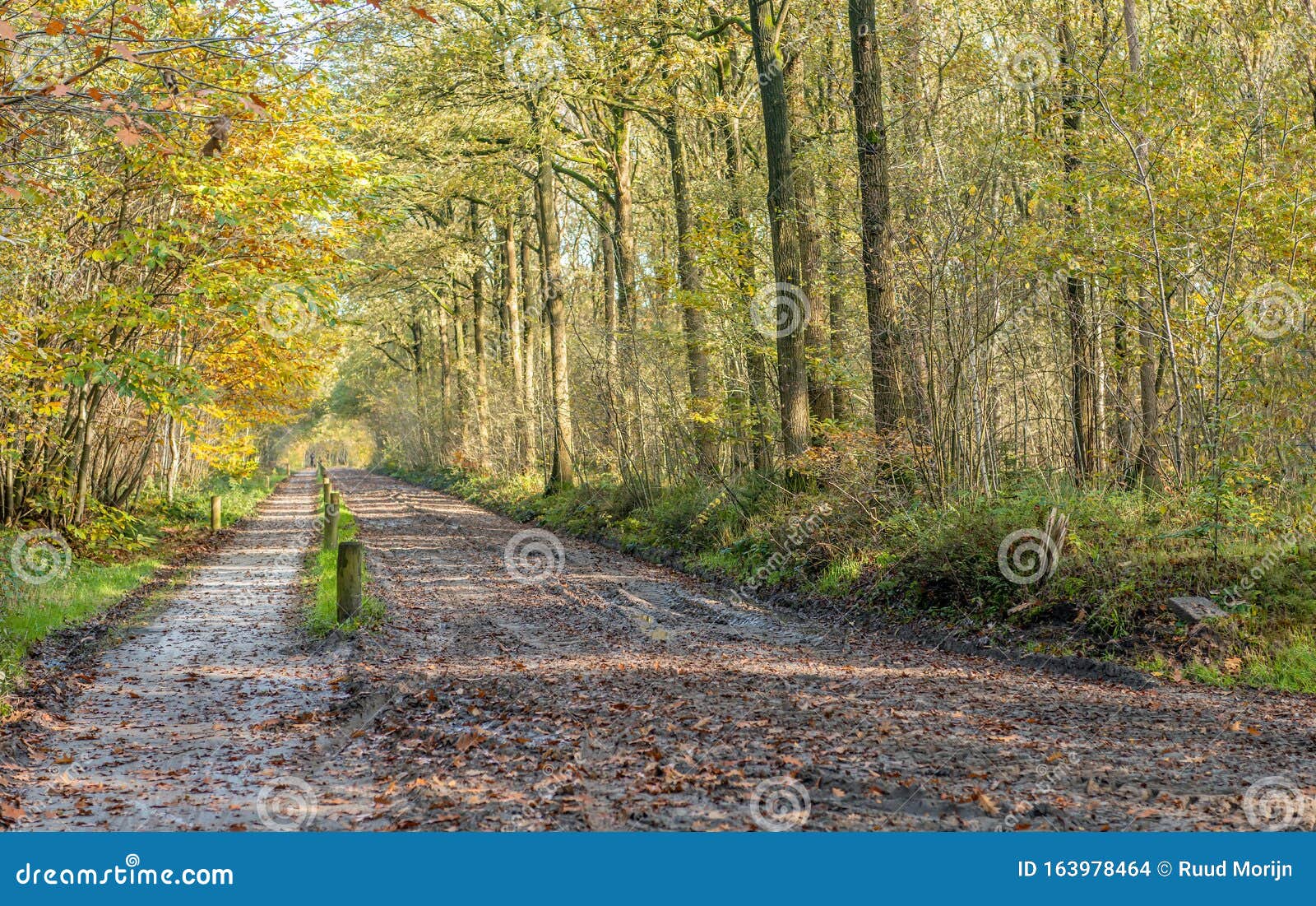 long path in a dutch autumn forest