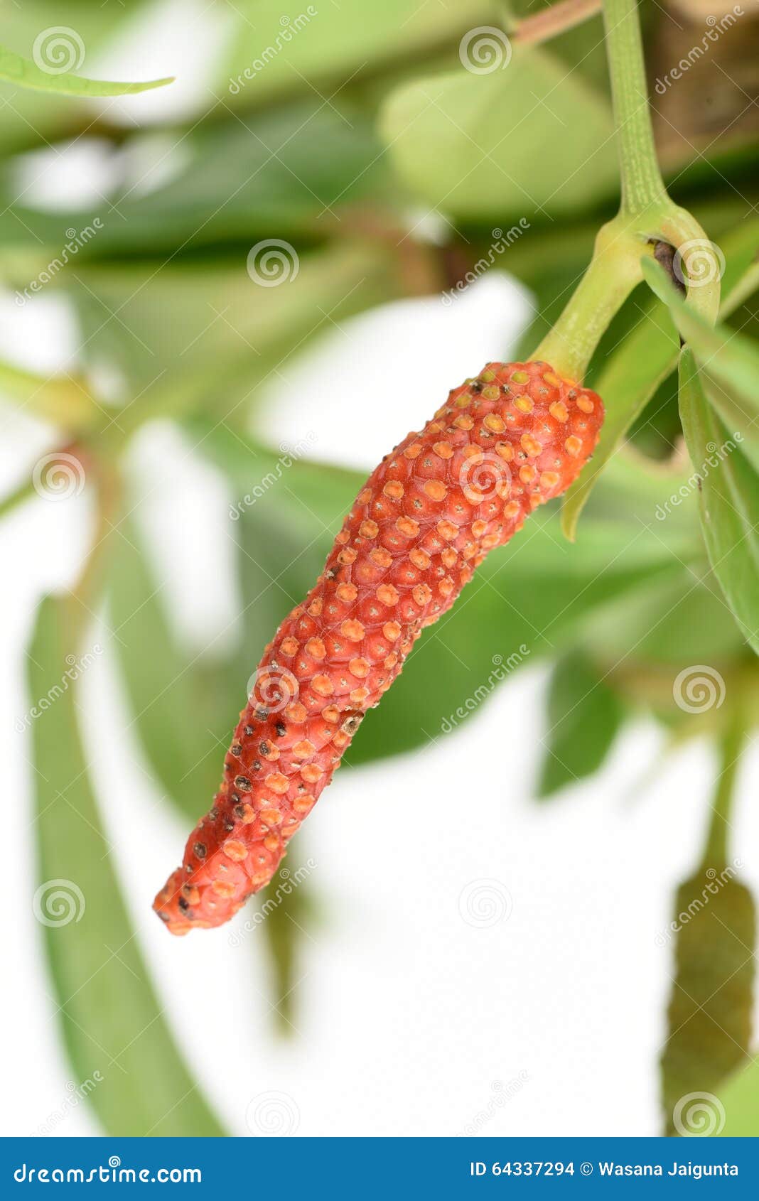 Long Pepper or Piper Longum on Tree. Stock Photo Image of spice