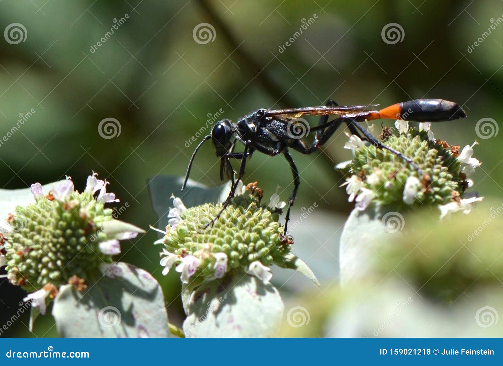 common thread waisted wasp