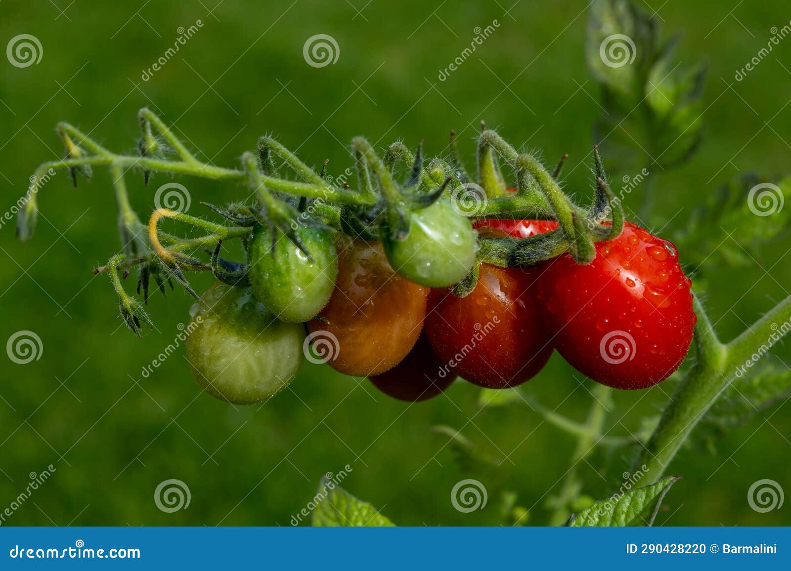 long red italian datterini pomodori tomatoes growing in greenhouse, used for passata, pasta and salades