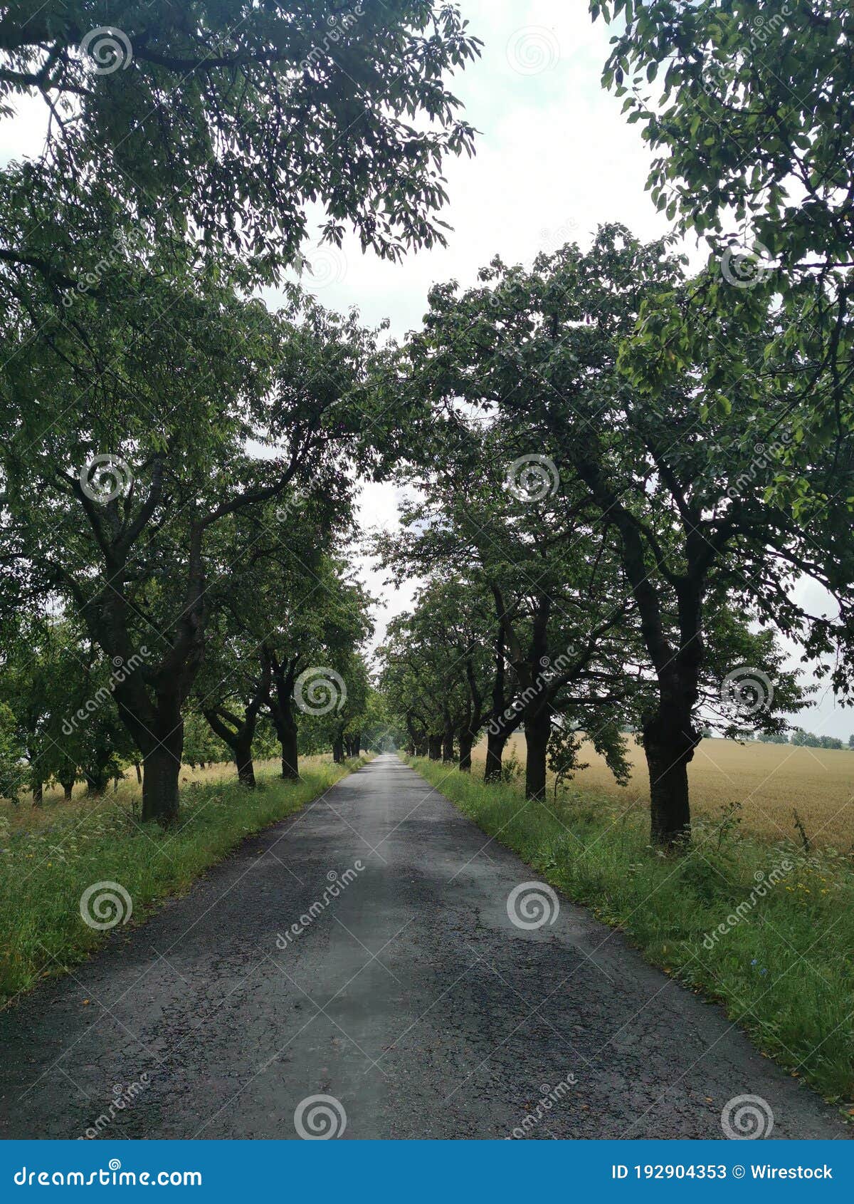 Long Road Surrounded By Greens And Trees Stock Image Image Of Leaf