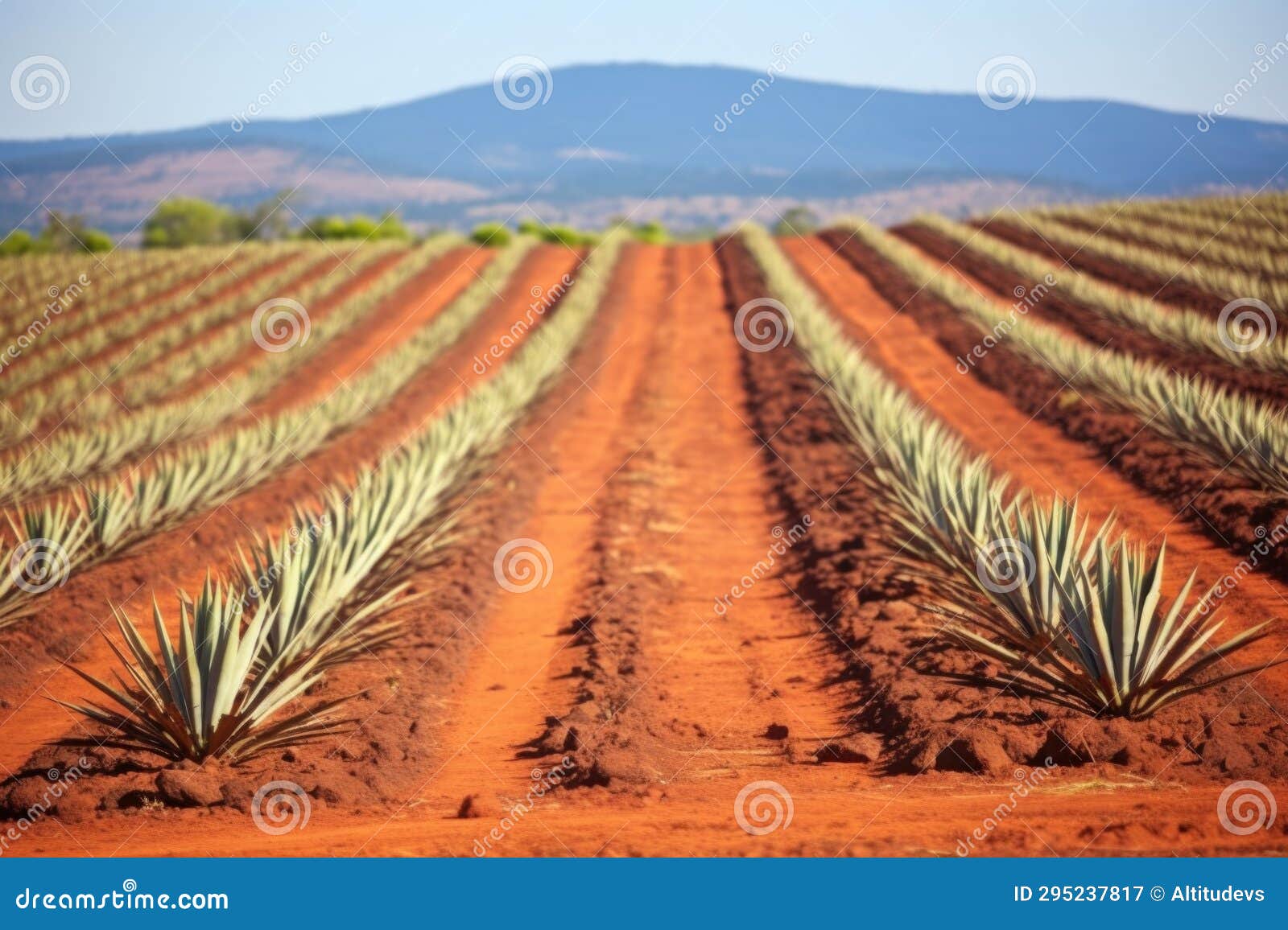 Long Rows of Agave Plants in Red Soil Field Stock Image Image of