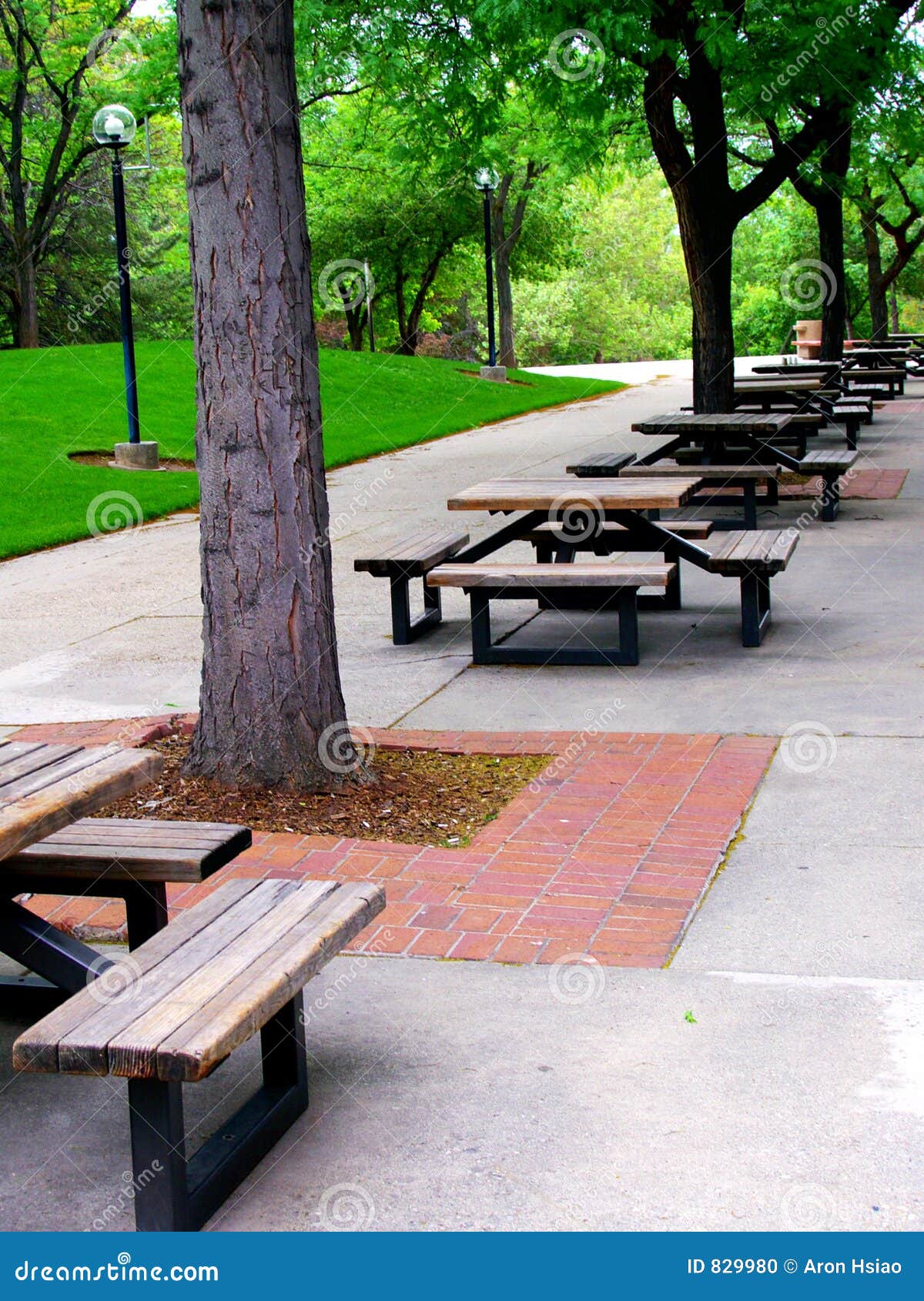 Long Rows of Outdoor Picnic or Lunch Tables Stock Photo Image of
