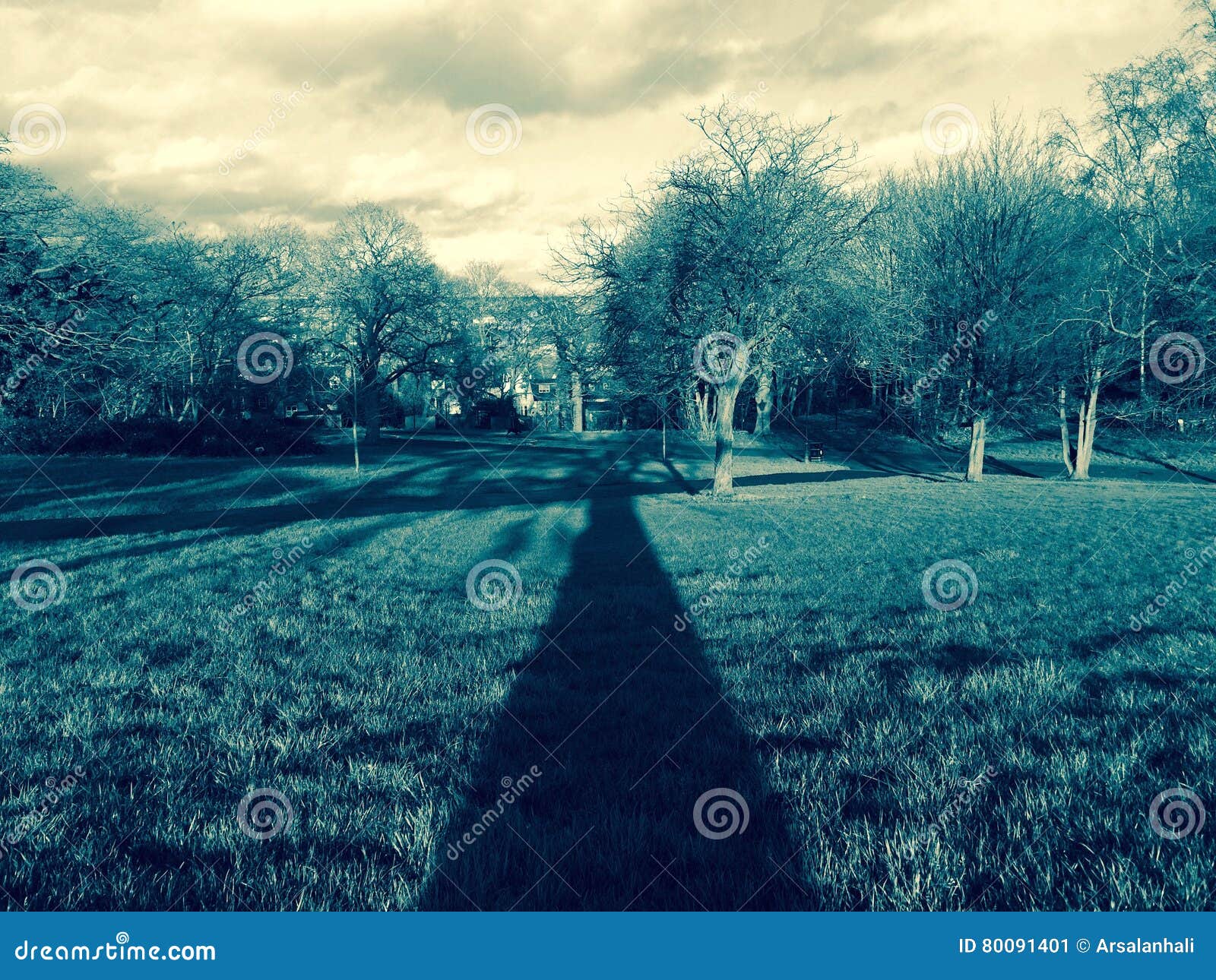 Tall Tree Short Tree Stock Photos Download 458 Royalty Free Photos