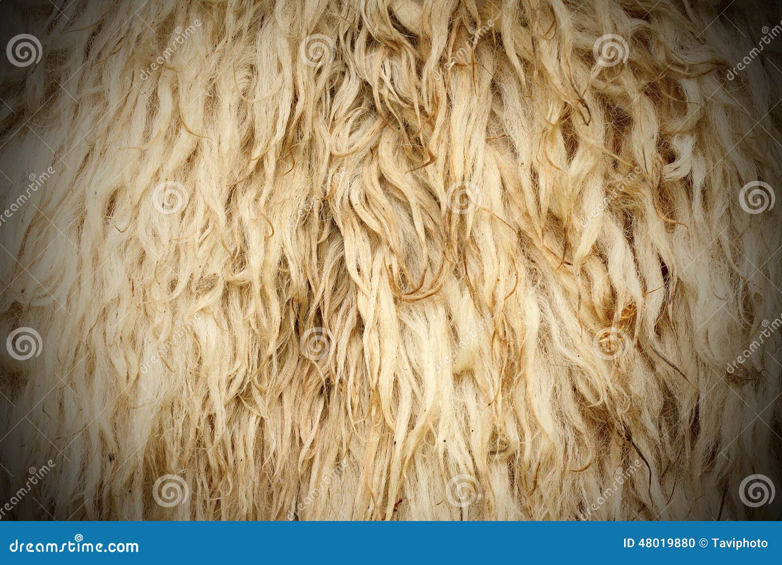 Long sheep fur stock photo. Image of luxurious, detail - 48019880