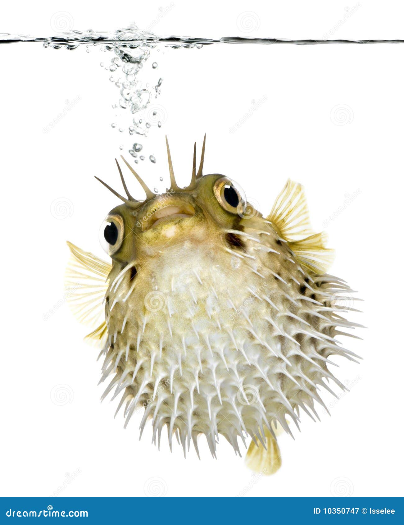 https://thumbs.dreamstime.com/z/long-spine-porcupinefish-fish-10350747.jpg