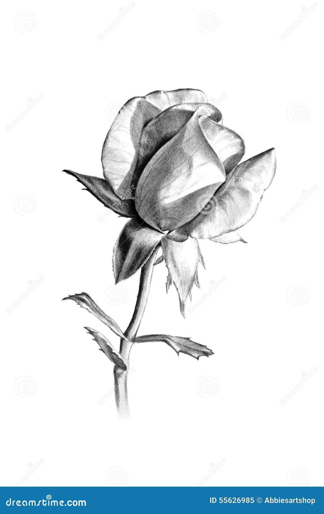 Long Stem Rose Pencil Sketch for Valentines Day or More Stock ...