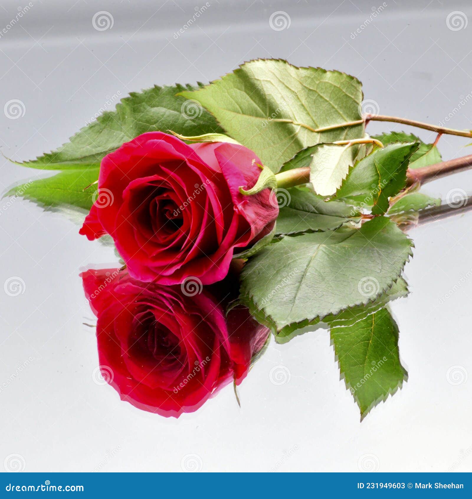 Single long stem rose stock image. Image of single, long 231949603
