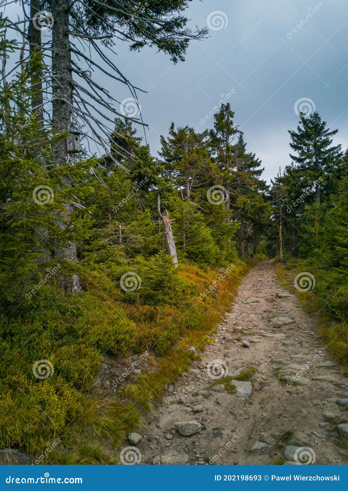 long stony pathway in owl mountains