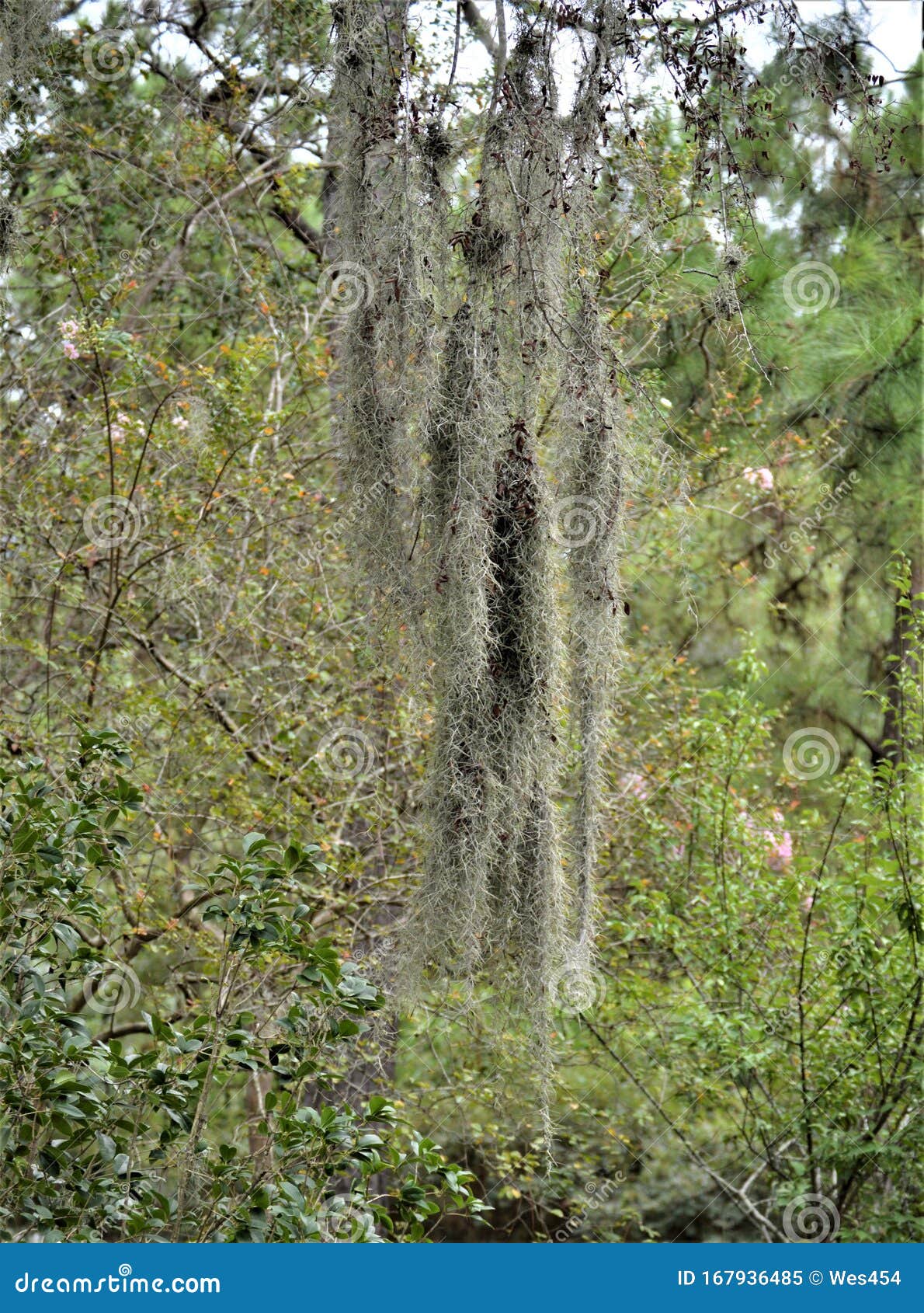 Long Strands of Moss Hanging from the Tree Stock Image - Image of