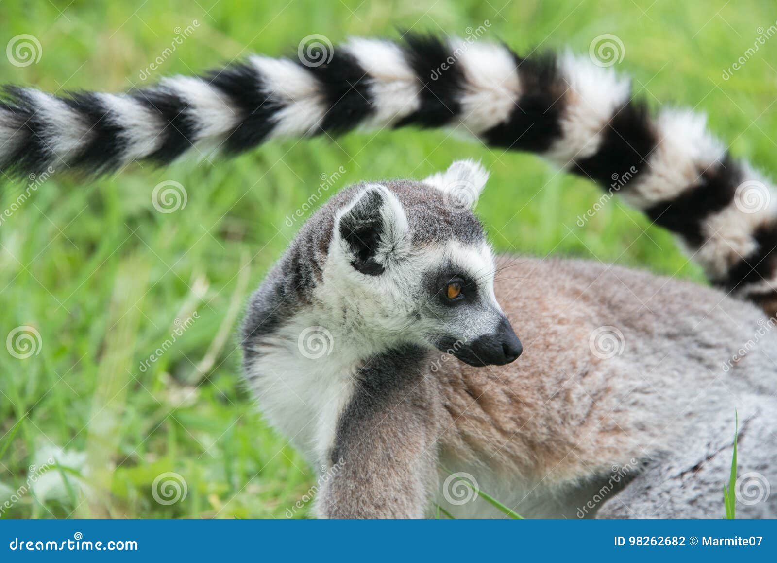 Long Tail of Ring Tailed Lemur Stock Photo - Image of omnivorous, rainforest: 98262682 Long Tail of Ring Tailed Lemur Stock Photo - Image of omnivorous, rainforest: 98262682