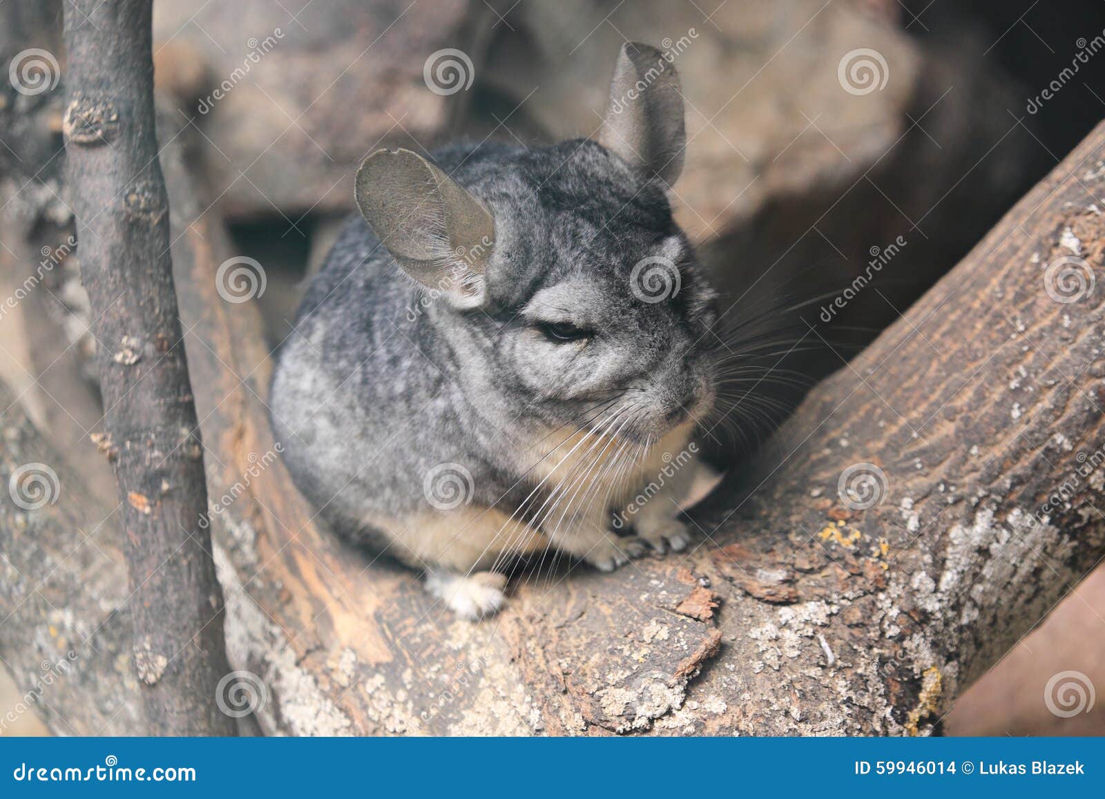 Longtailed chinchilla stock photo. Image of rodent, lesser 59946014
